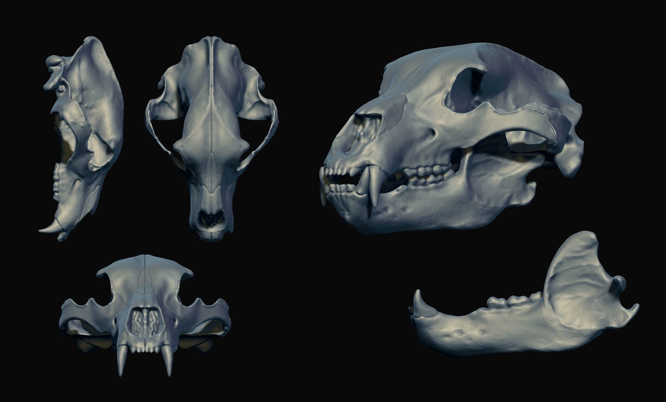 Brown Bear Skull - Ursus arctos -  3D print model_18