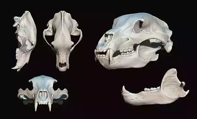Brown Bear Skull - Ursus arctos -  3D print model