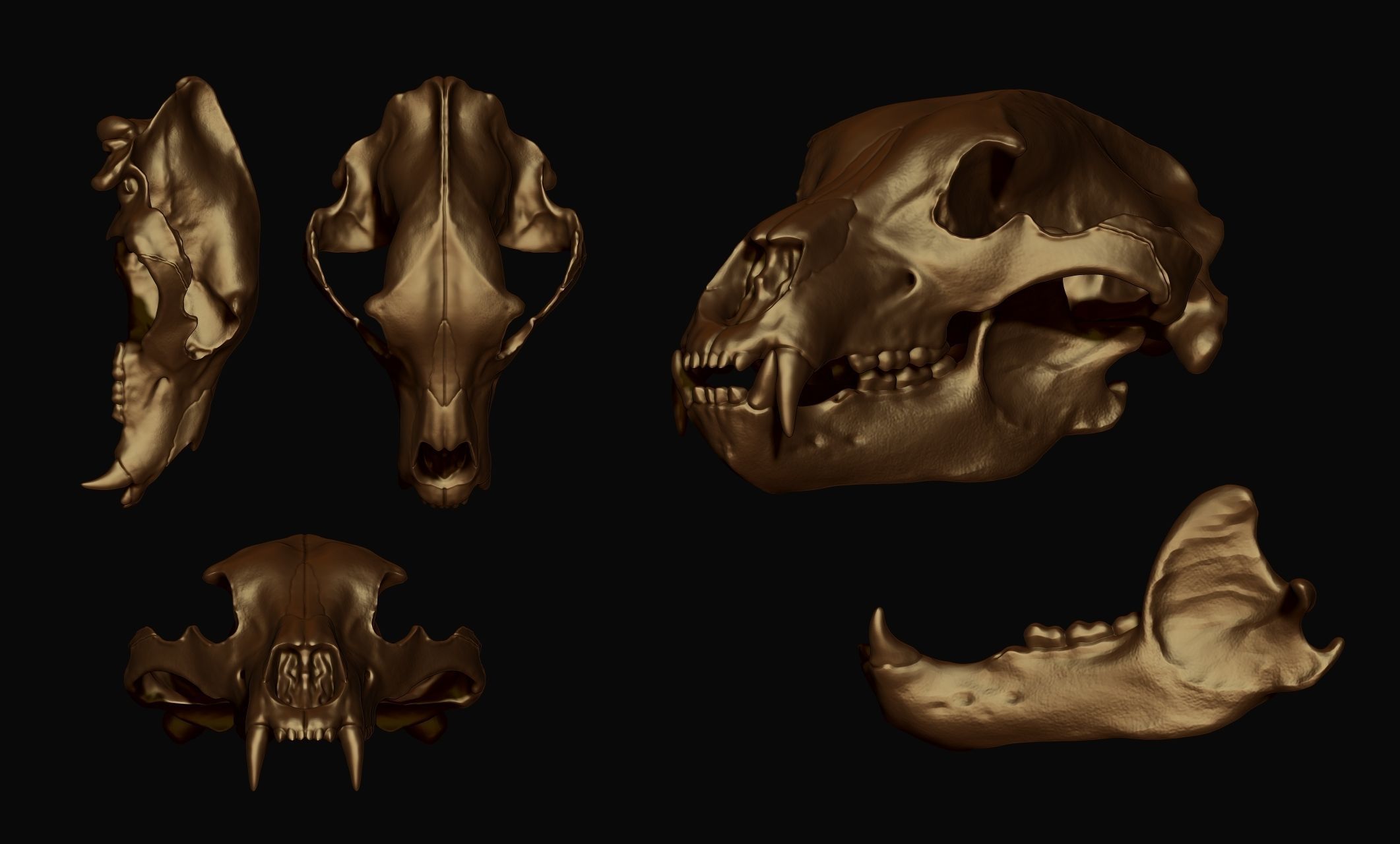 Brown Bear Skull - Ursus arctos -  3D print model_9