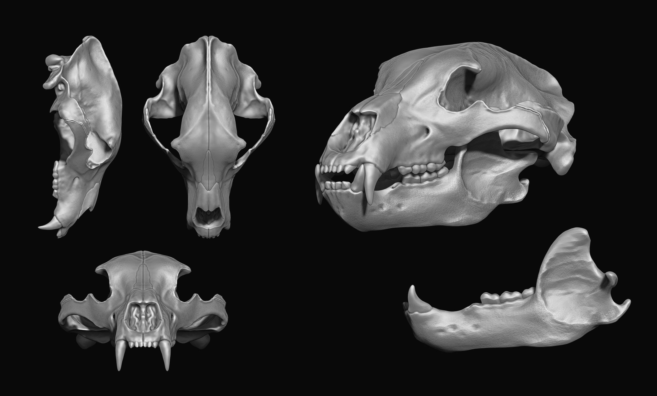 Brown Bear Skull - Ursus arctos -  3D print model_2