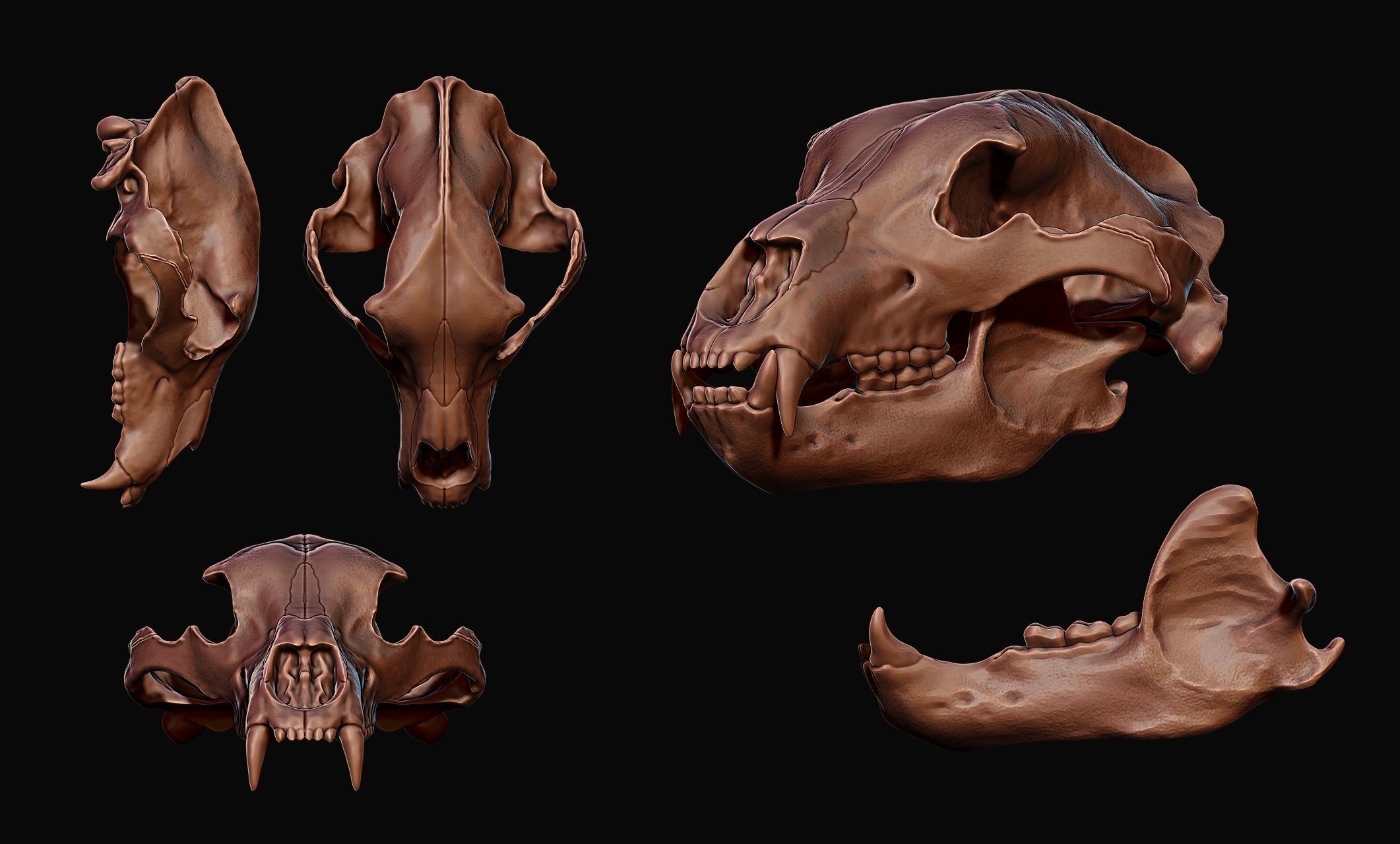 Brown Bear Skull - Ursus arctos -  3D print model_13