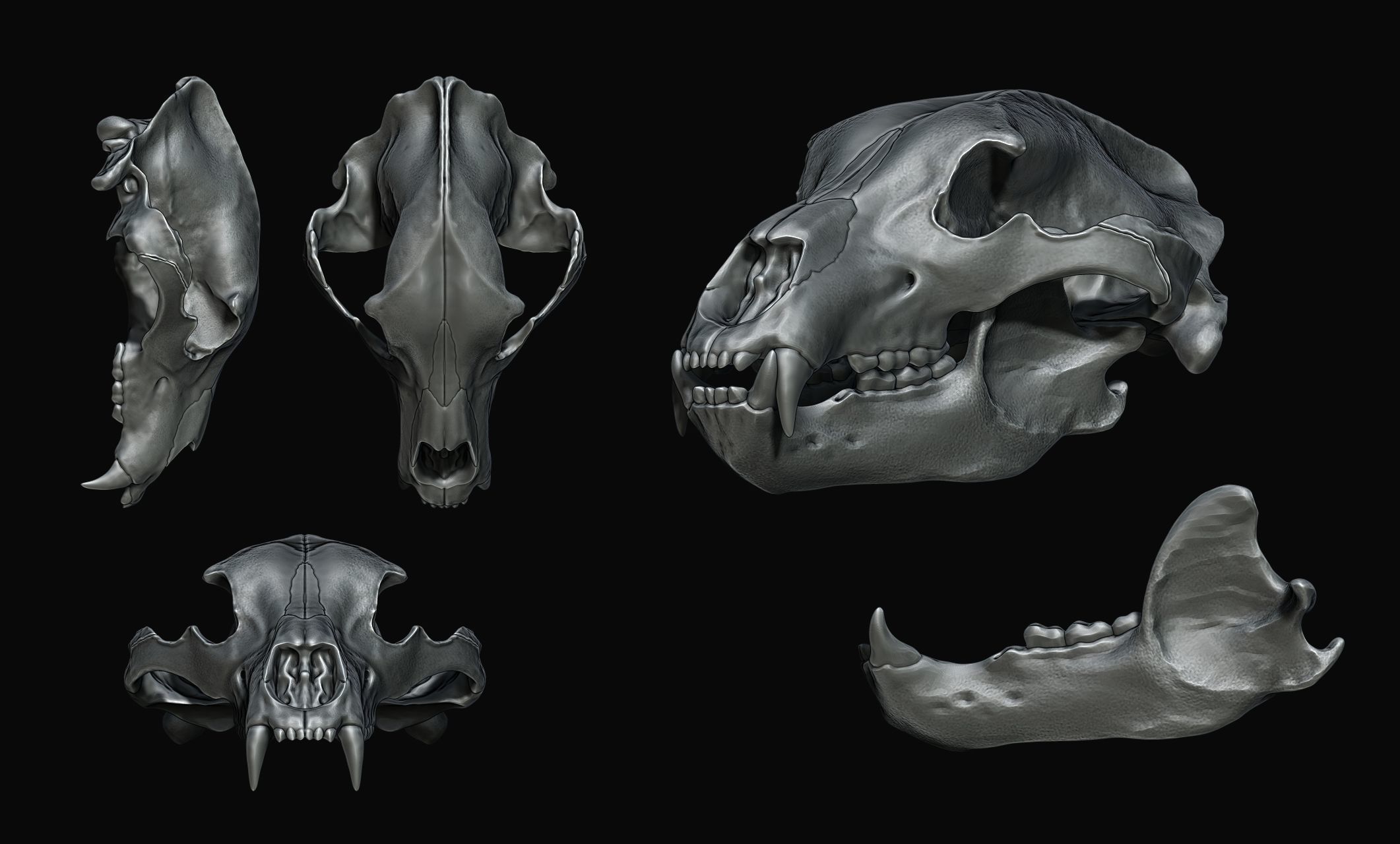 Brown Bear Skull - Ursus arctos -  3D print model_4