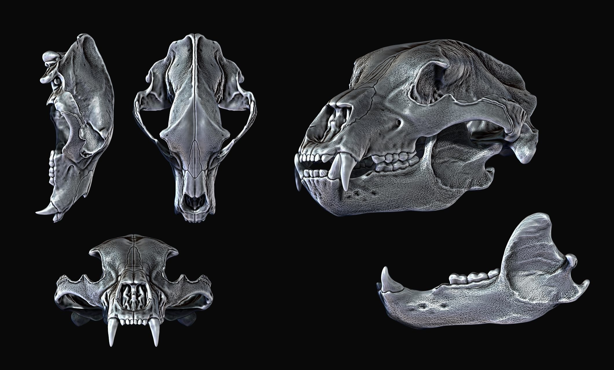 Brown Bear Skull - Ursus arctos -  3D print model_6