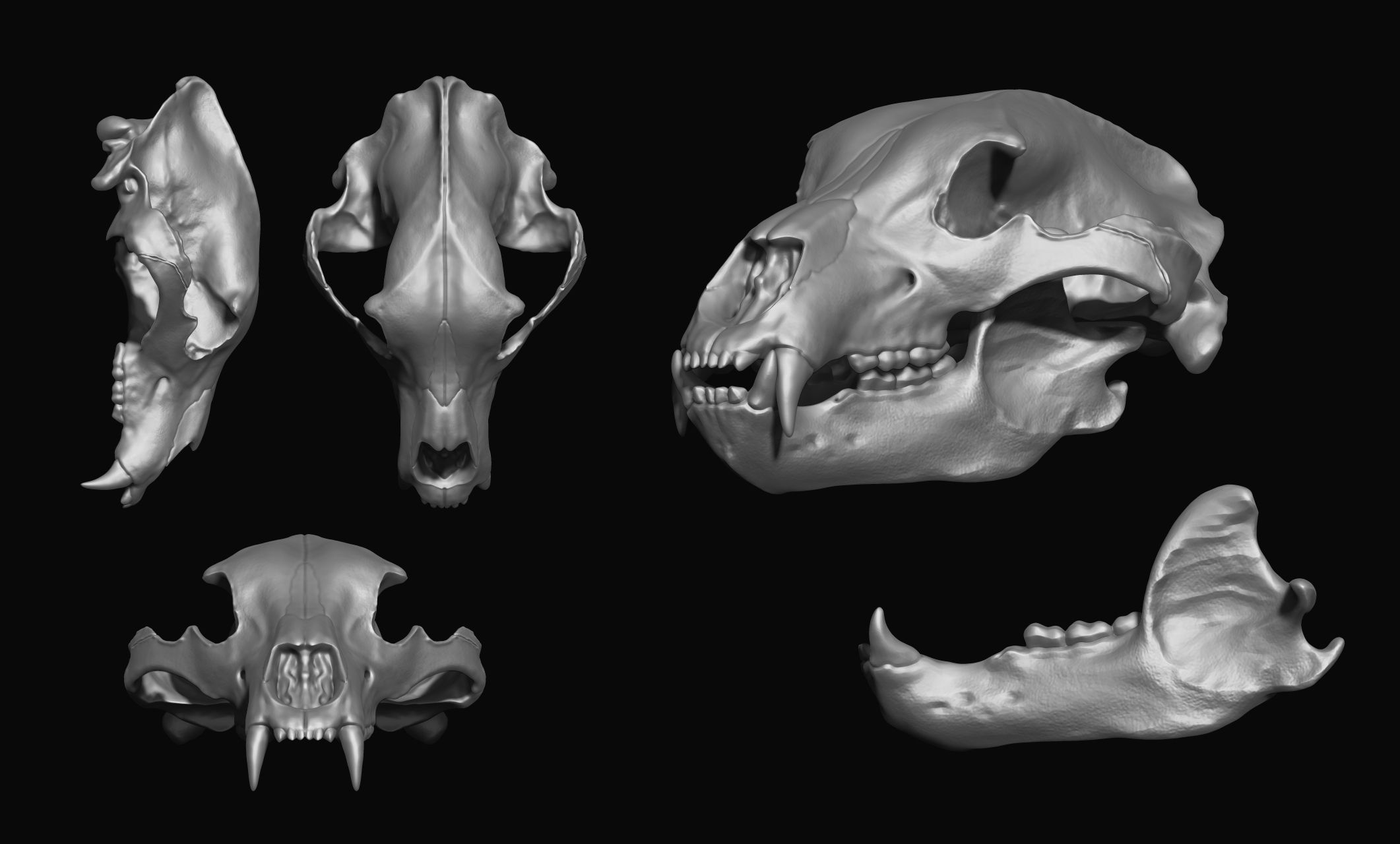 Brown Bear Skull - Ursus arctos -  3D print model_15
