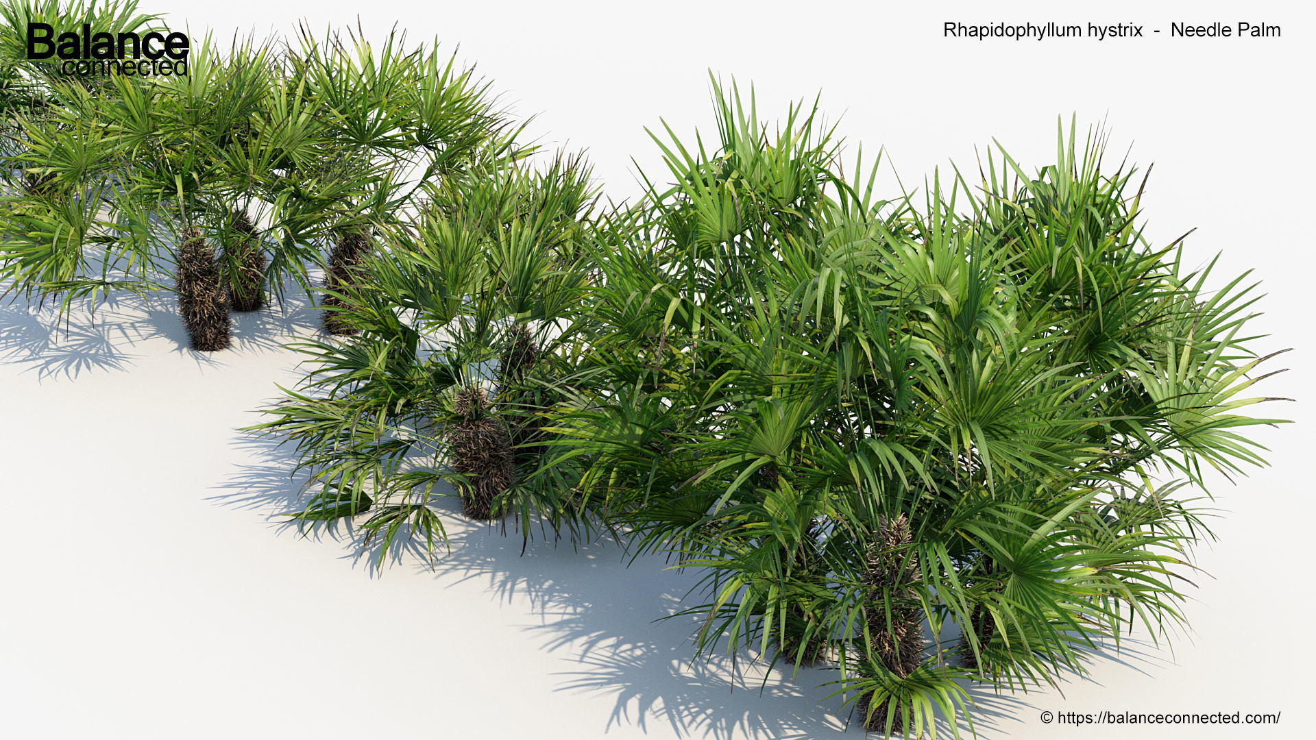 Rhapidophyllum hystrix   Needle Palm 3D model_3