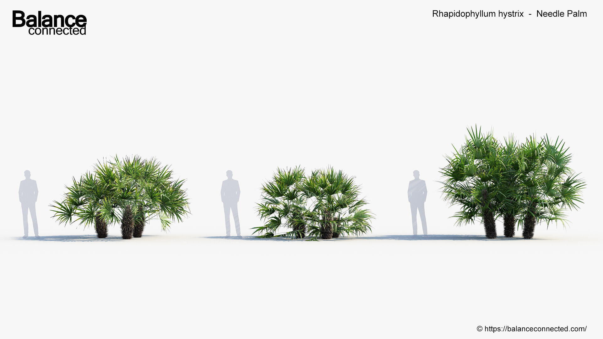 Rhapidophyllum hystrix   Needle Palm 3D model_2