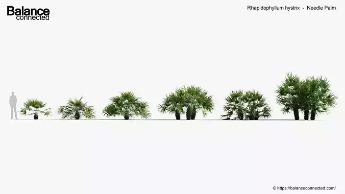 Rhapidophyllum hystrix   Needle Palm