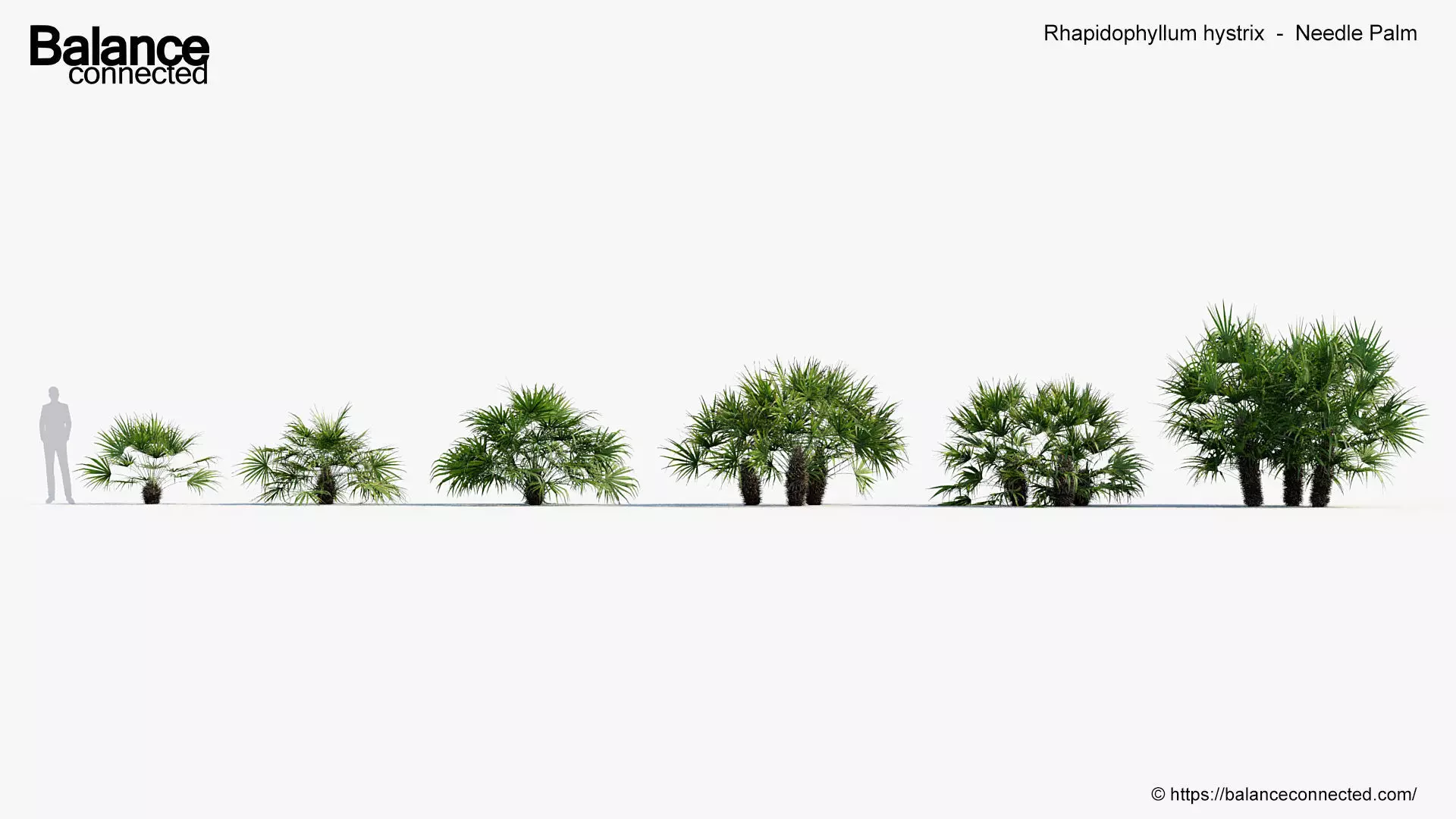 Rhapidophyllum hystrix   Needle Palm 3D model_0