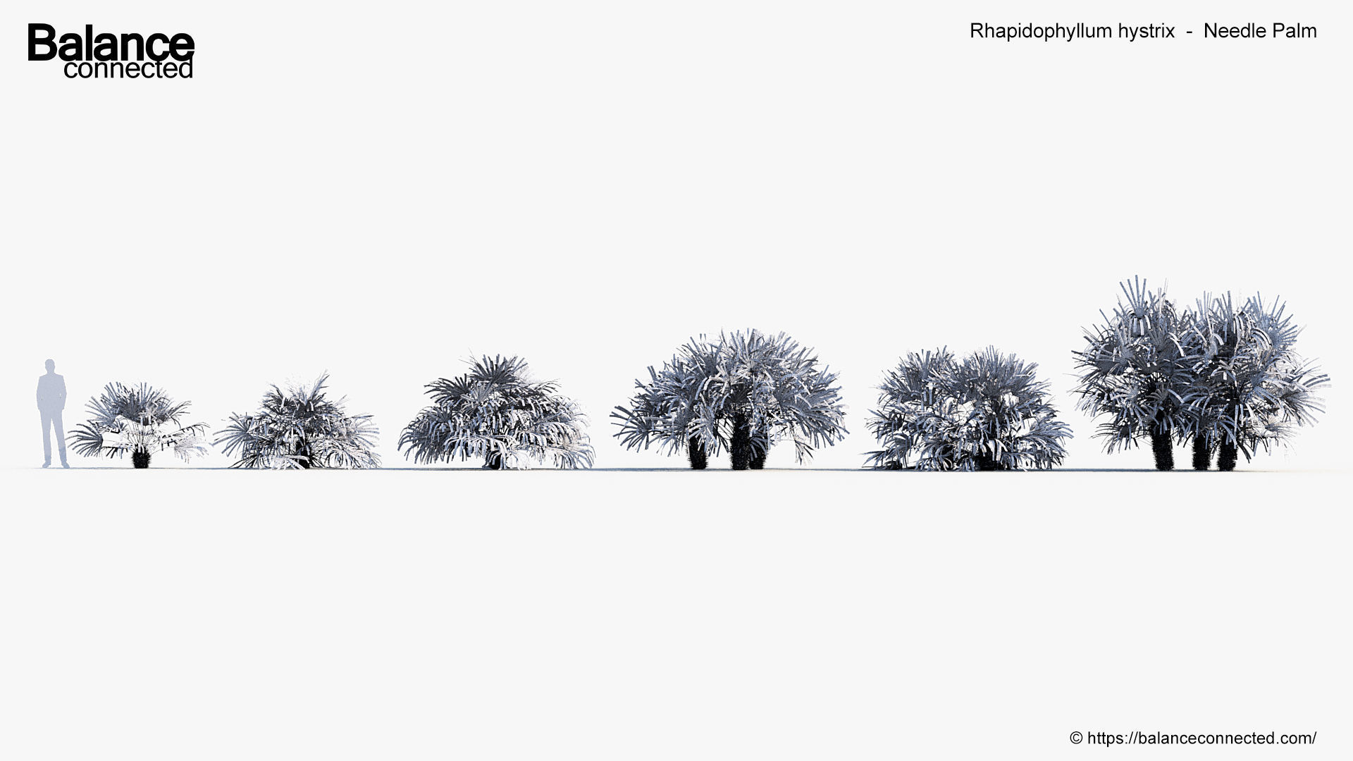 Rhapidophyllum hystrix   Needle Palm 3D model_5