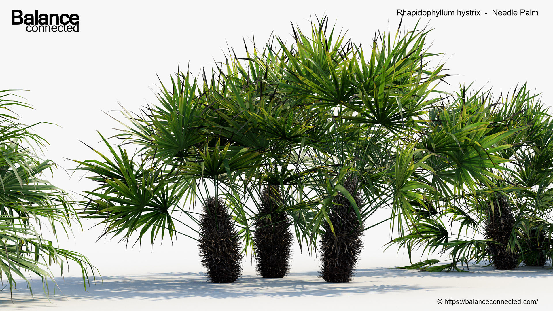 Rhapidophyllum hystrix   Needle Palm 3D model_4