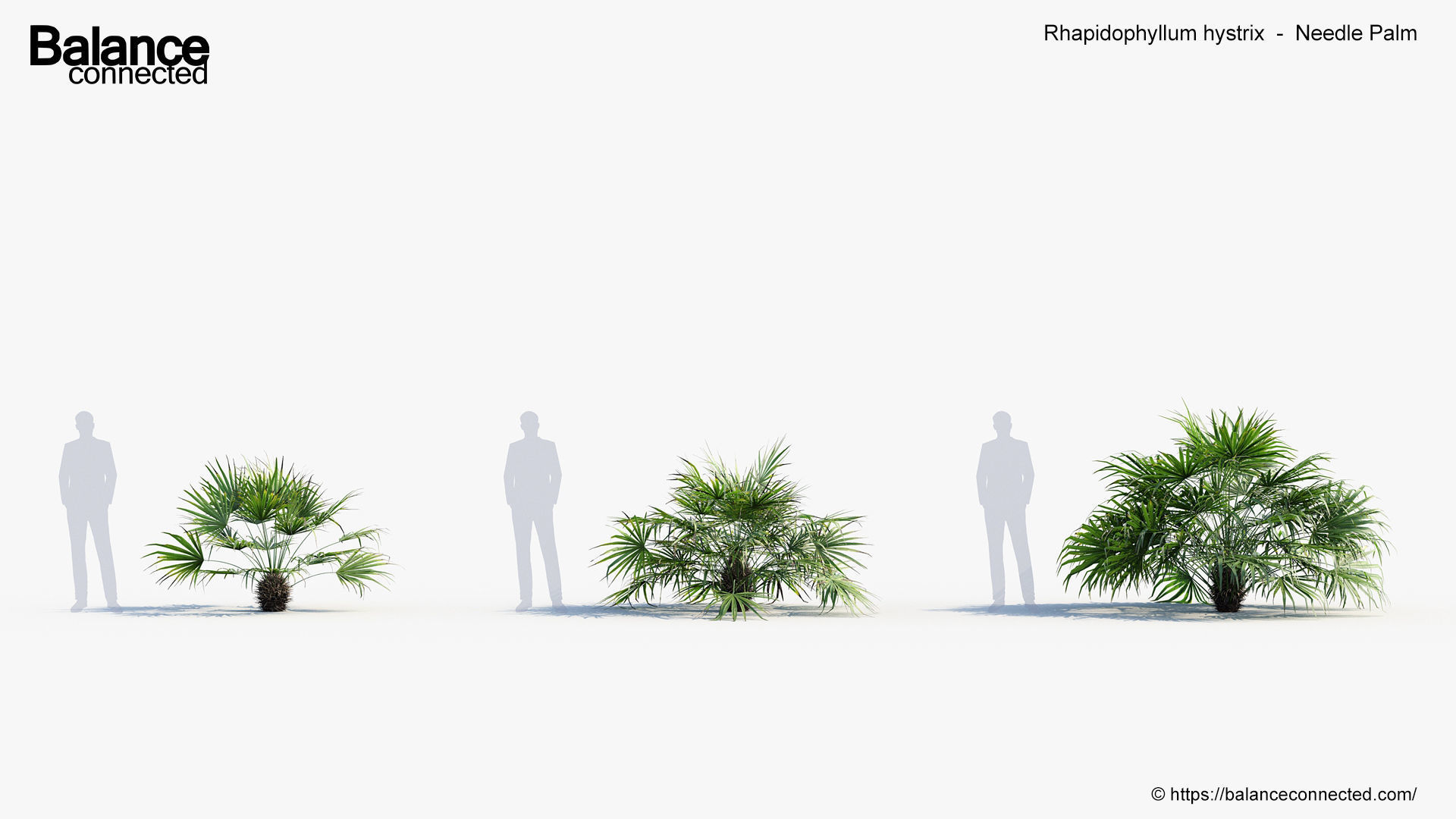 Rhapidophyllum hystrix   Needle Palm 3D model_1