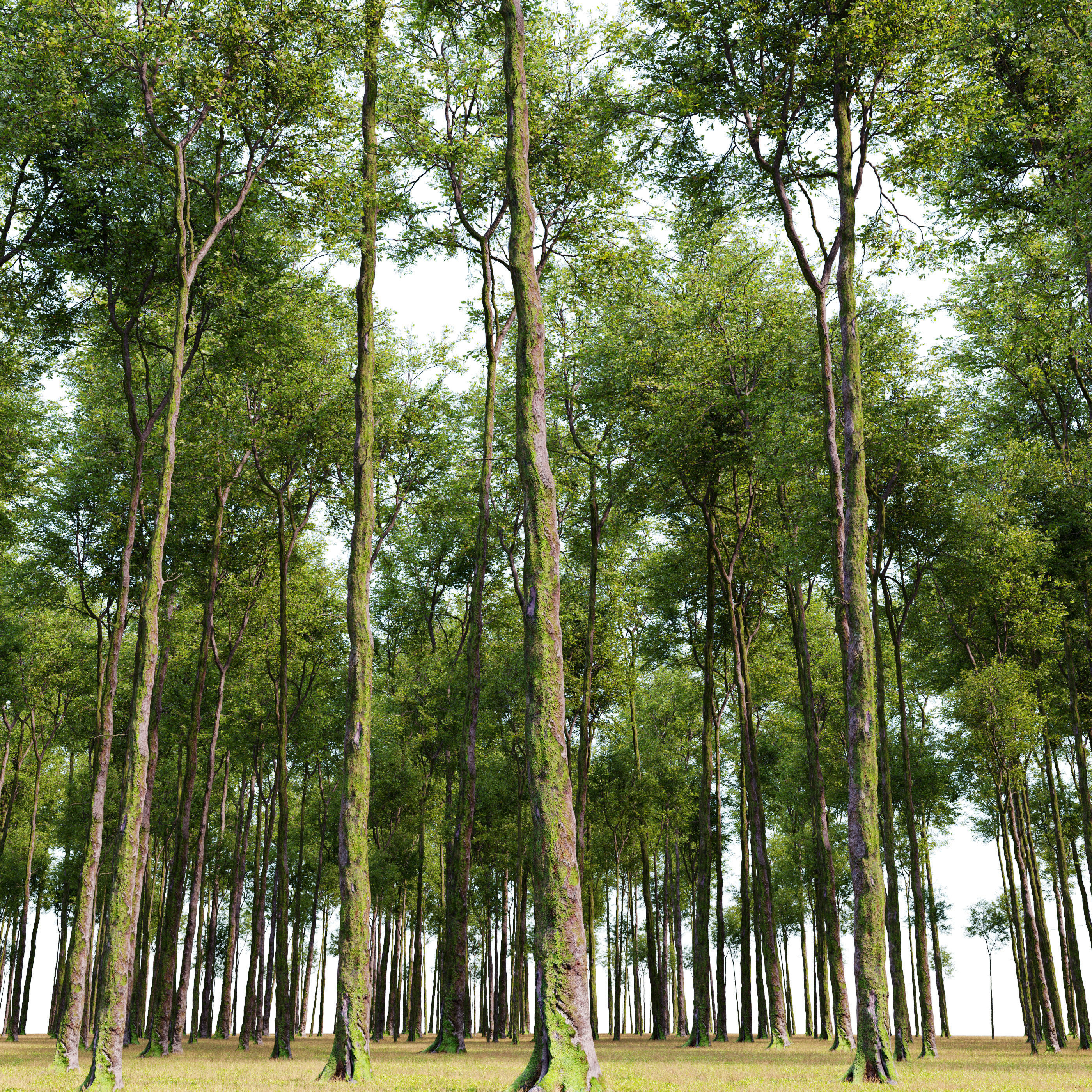 Fagus sylvatica 3D model_3