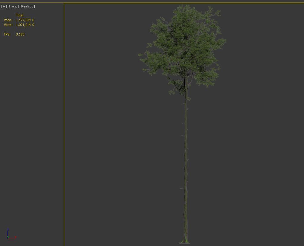 Fagus sylvatica 3D model_7