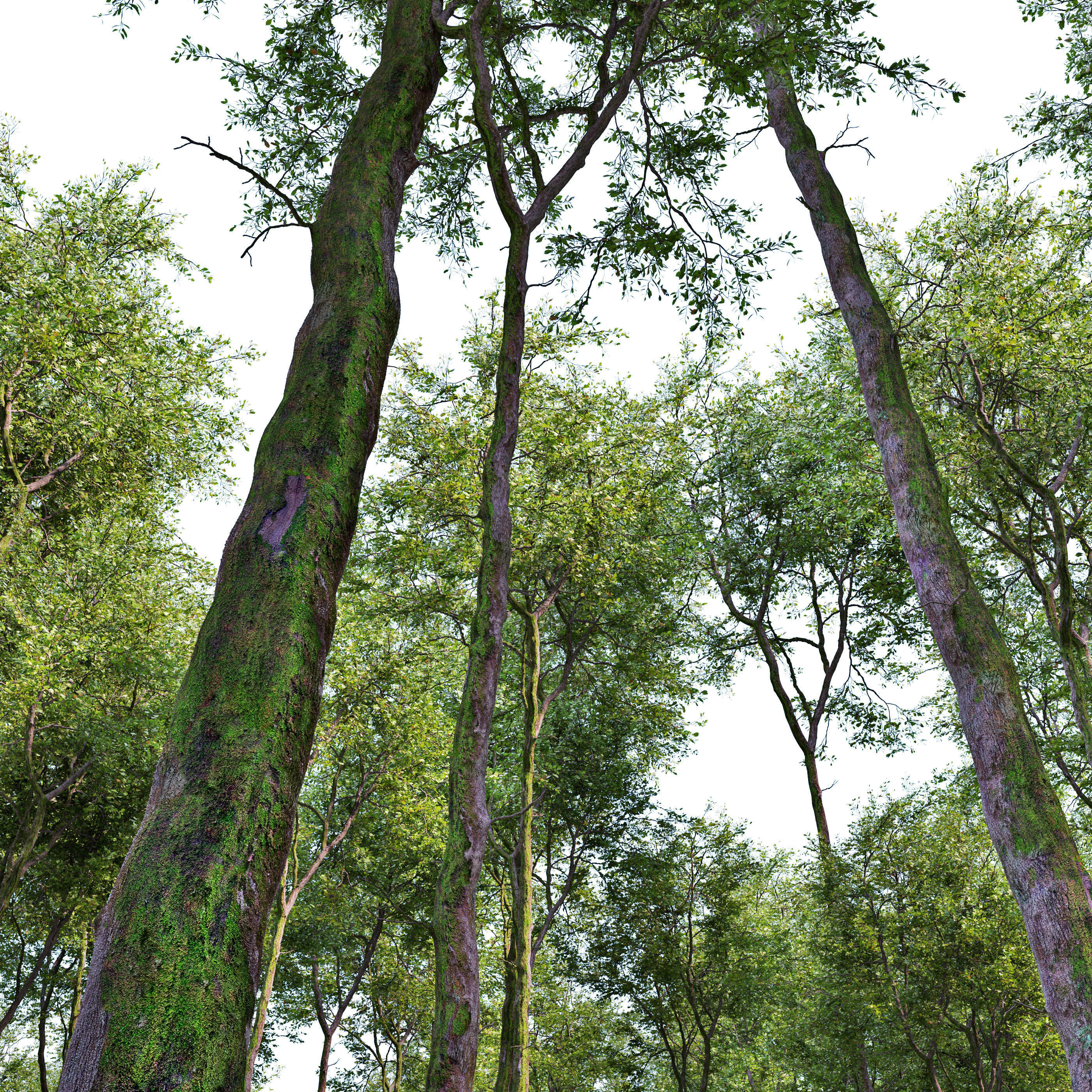 Fagus sylvatica 3D model_2