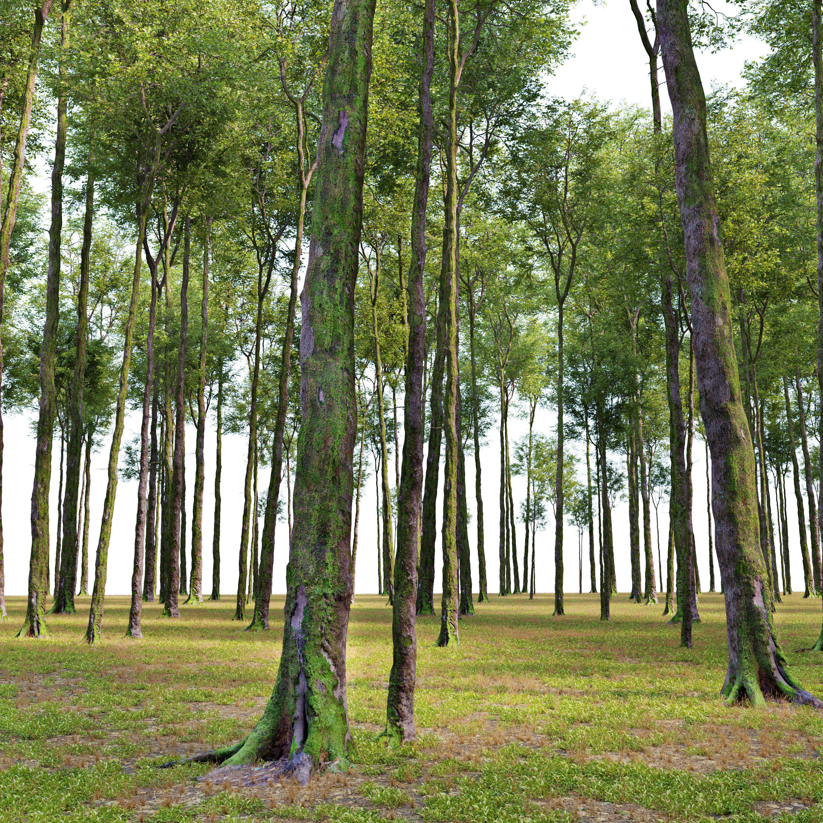 Fagus sylvatica 3D model_1