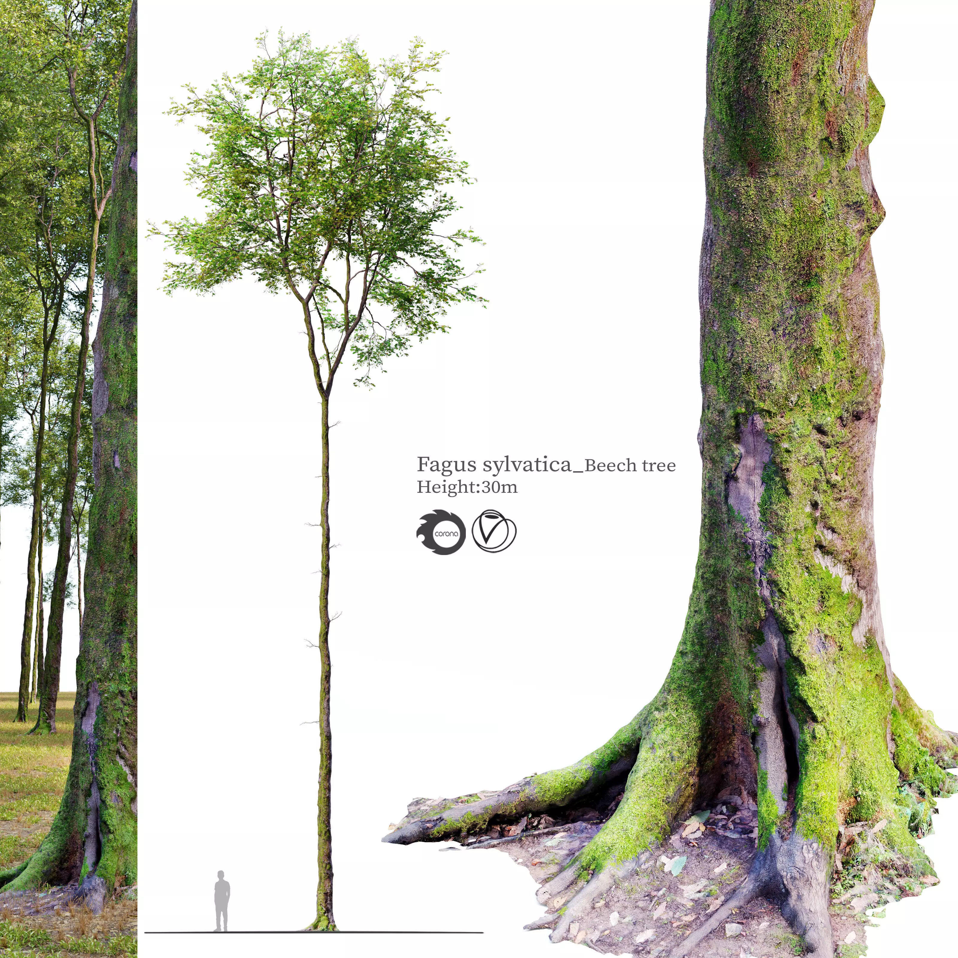 Fagus sylvatica 3D model_0