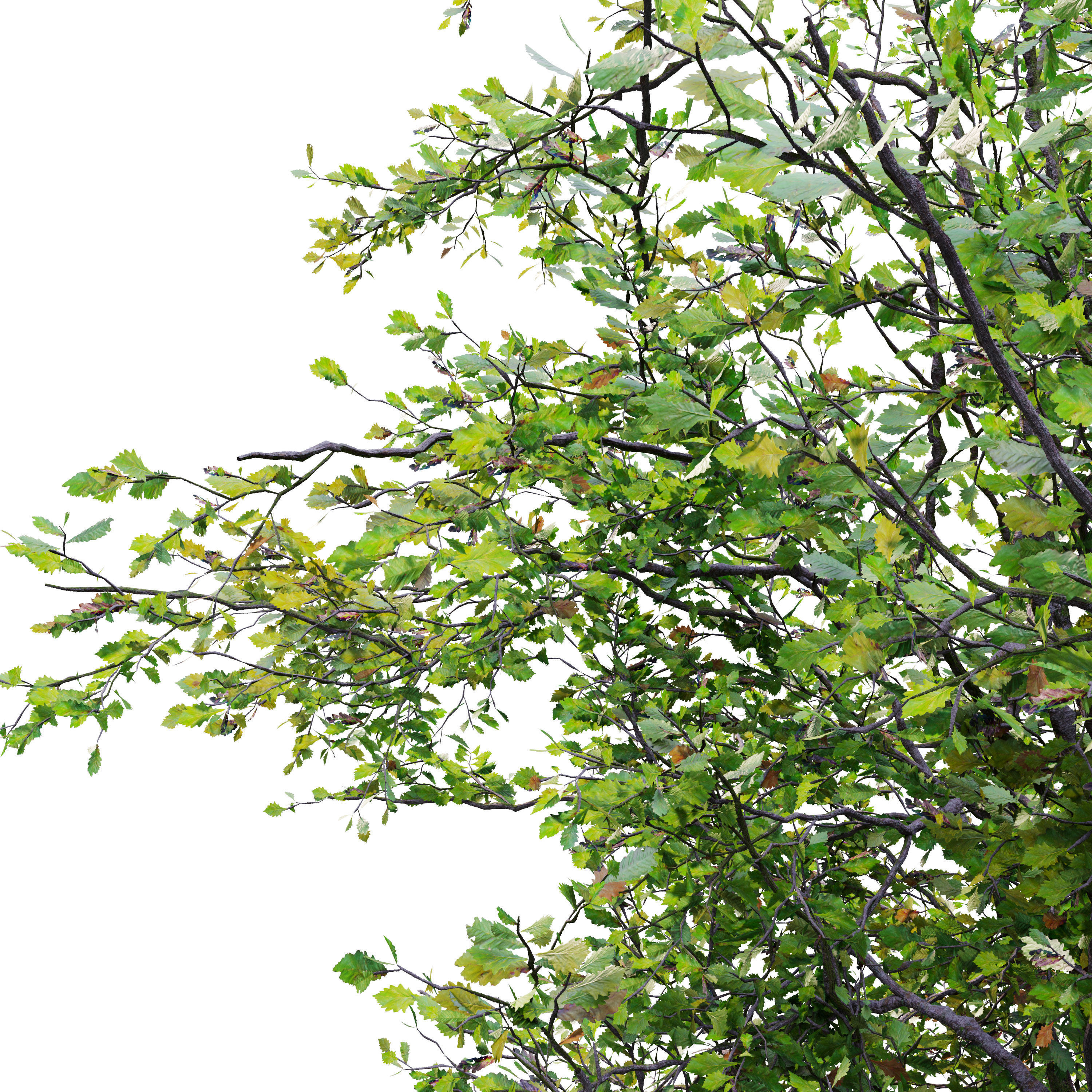 Fagus sylvatica 3D model_4