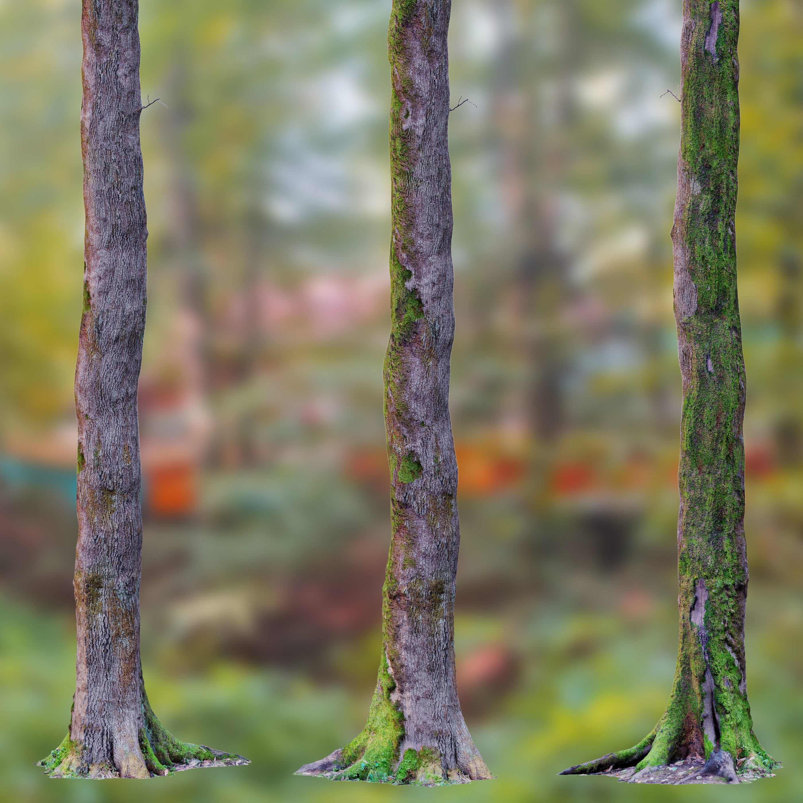 Fagus sylvatica 3D model_5