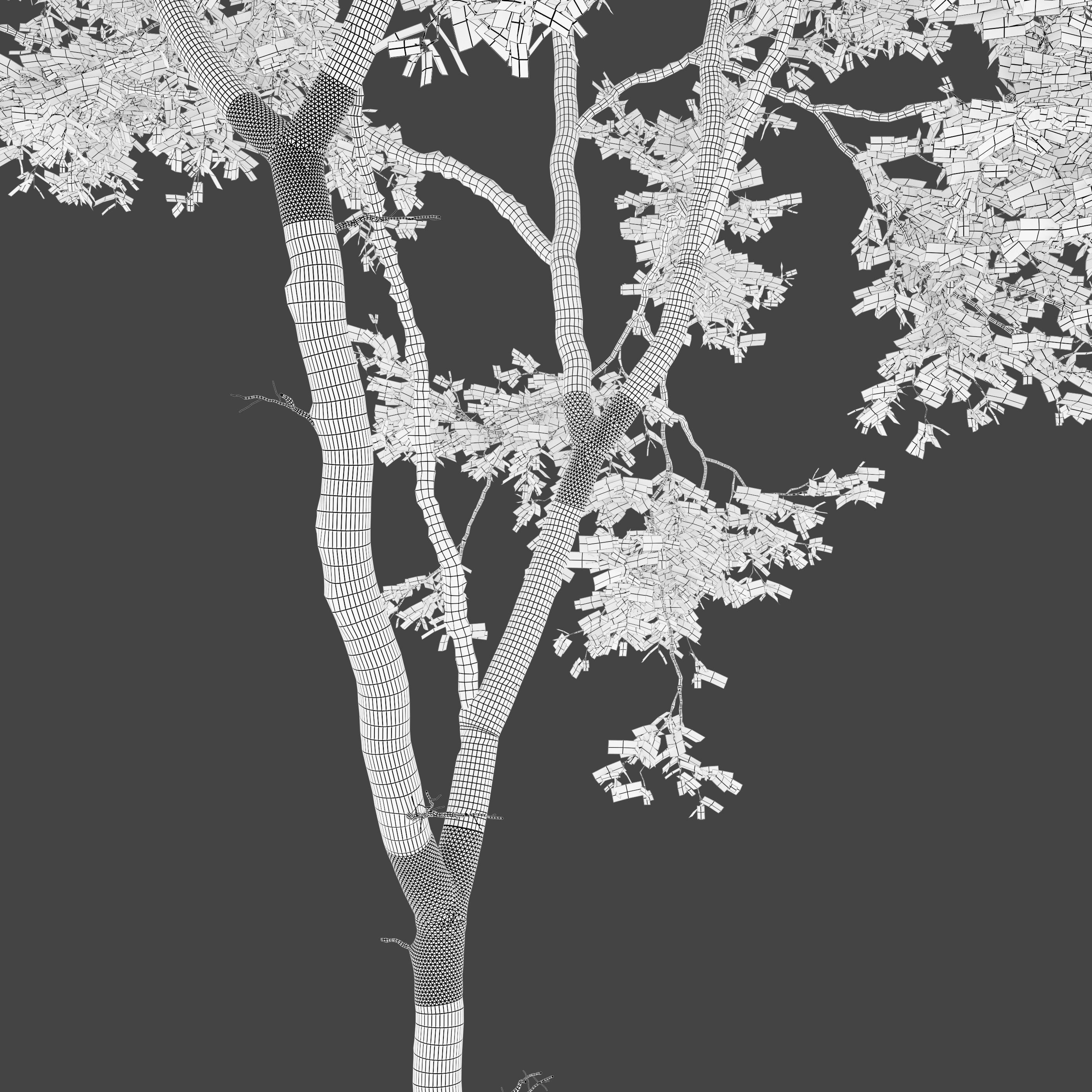 Fagus sylvatica 3D model_6