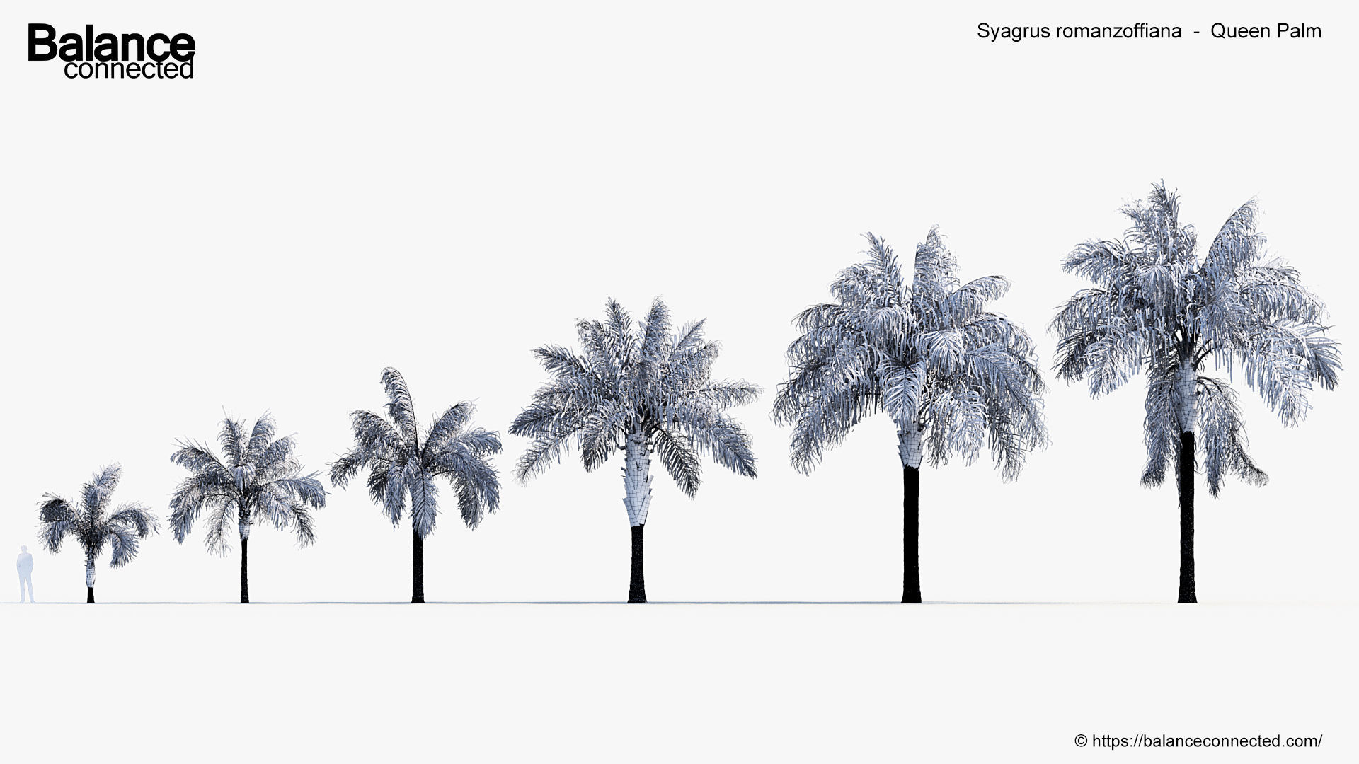 Syagrus romanzoffiana    Queen Palm  3D model_5