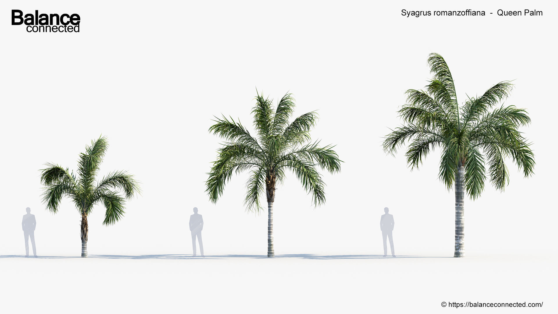 Syagrus romanzoffiana    Queen Palm  3D model_1