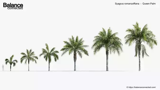 Syagrus romanzoffiana    Queen Palm  3D model