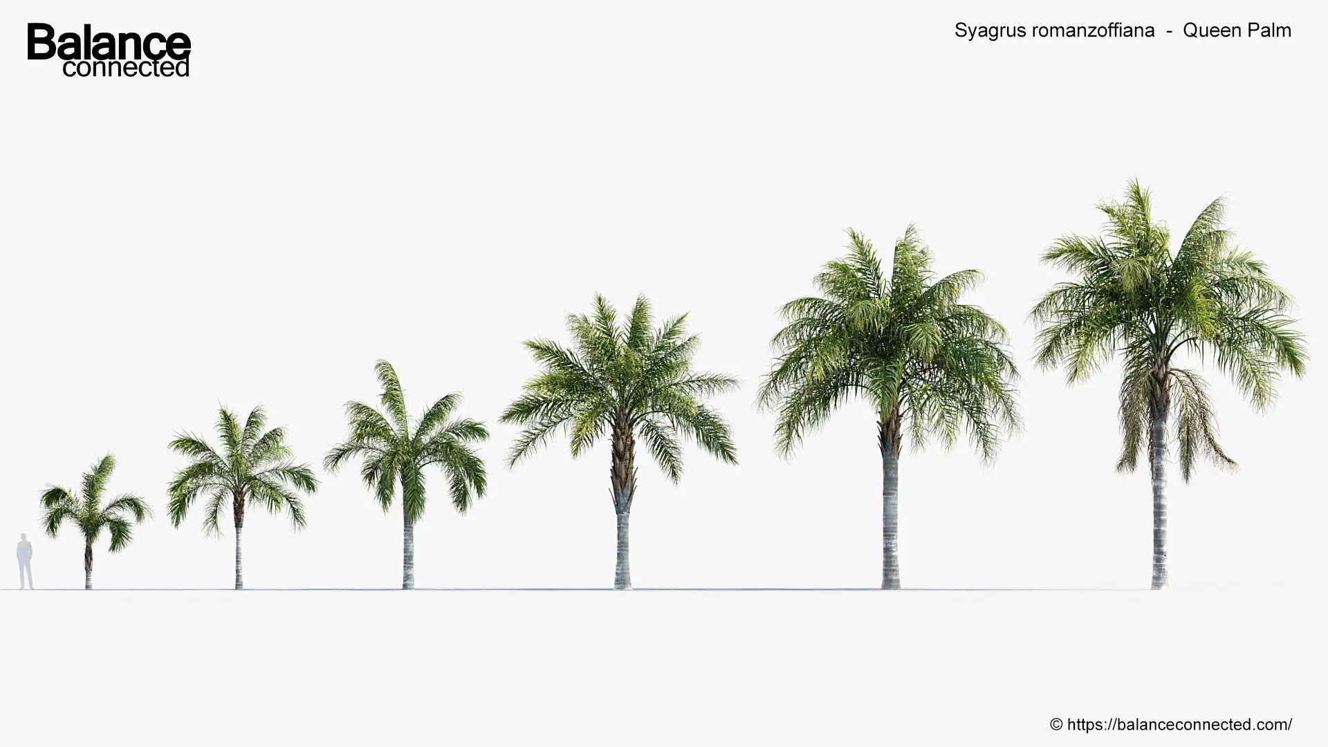 Syagrus romanzoffiana    Queen Palm  3D model_0