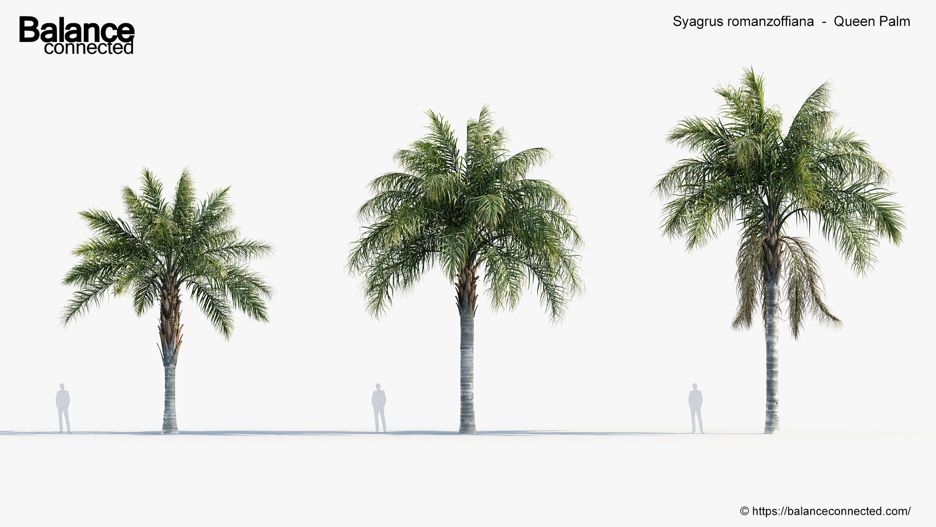 Syagrus romanzoffiana    Queen Palm  3D model_2