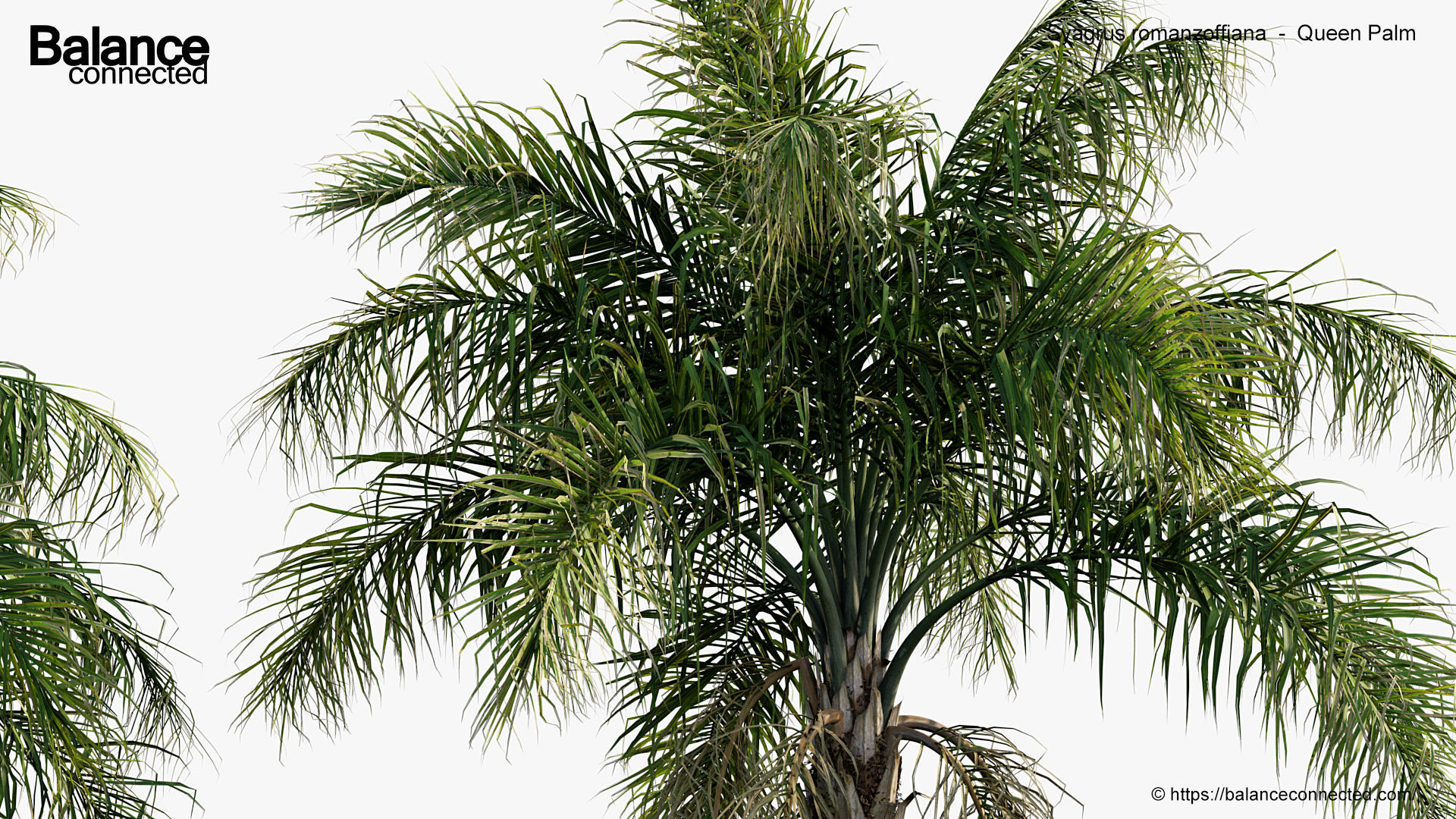 Syagrus romanzoffiana    Queen Palm  3D model_4