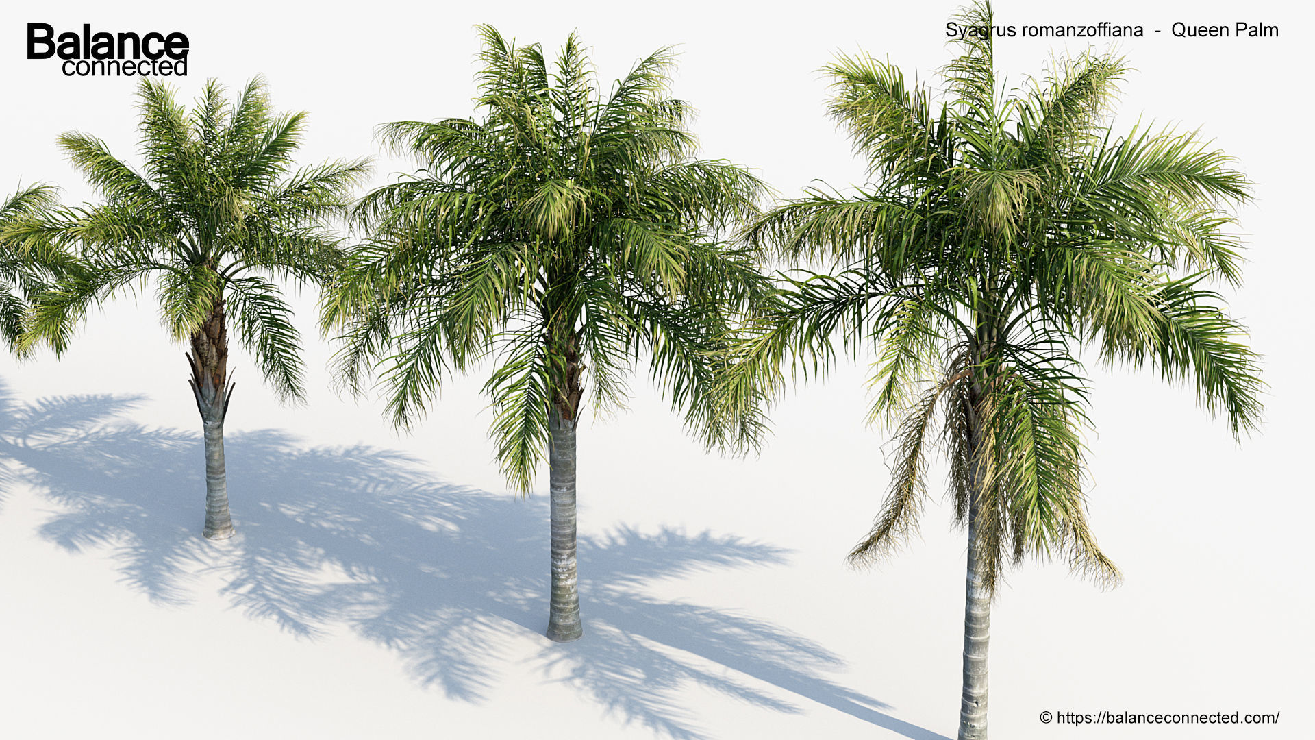 Syagrus romanzoffiana    Queen Palm  3D model_3