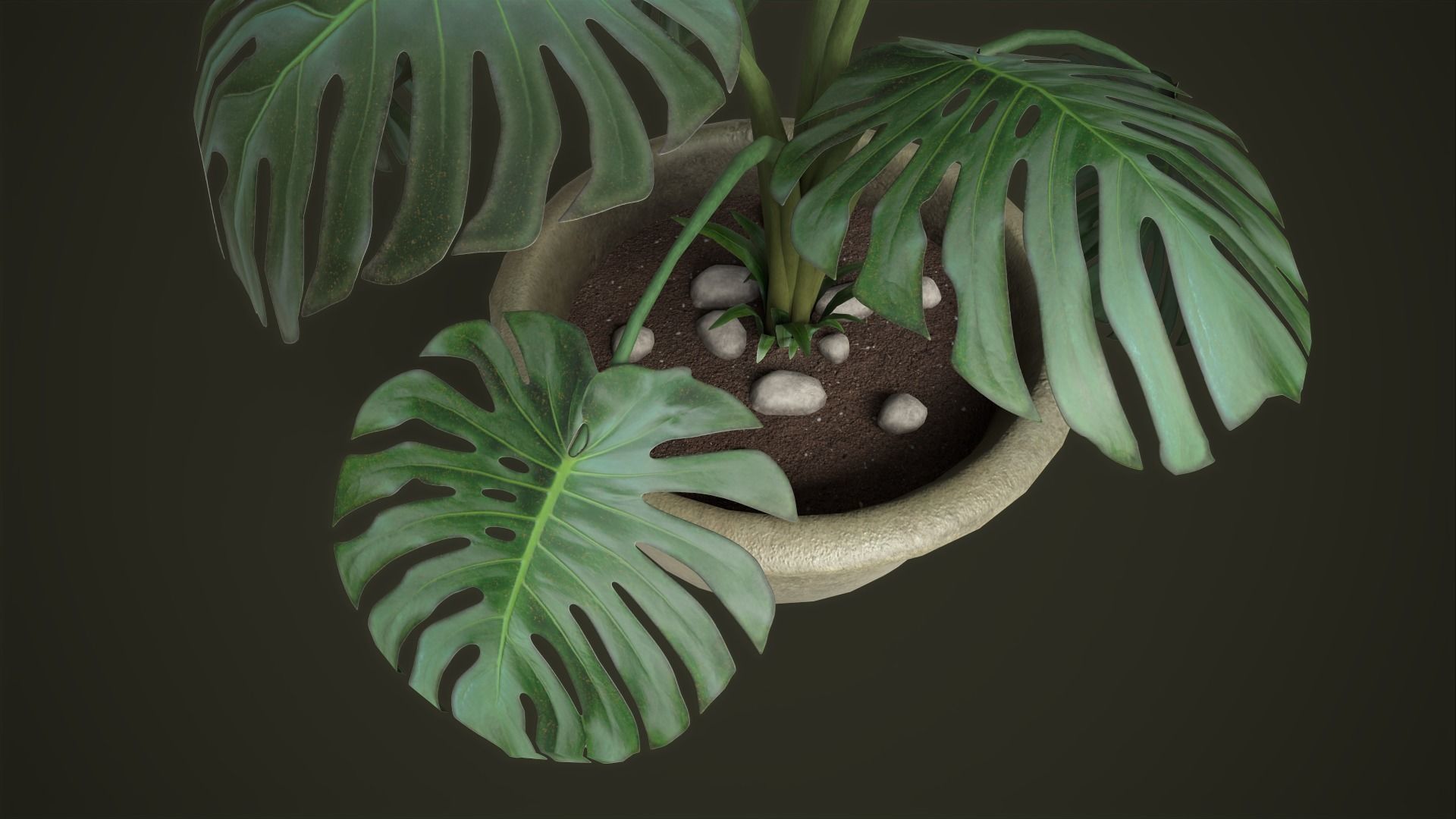 Monstera in a pot Low-poly 3D model_10