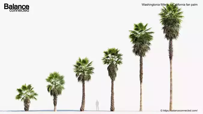 Washingtonia filifera  California fan palm  3D model