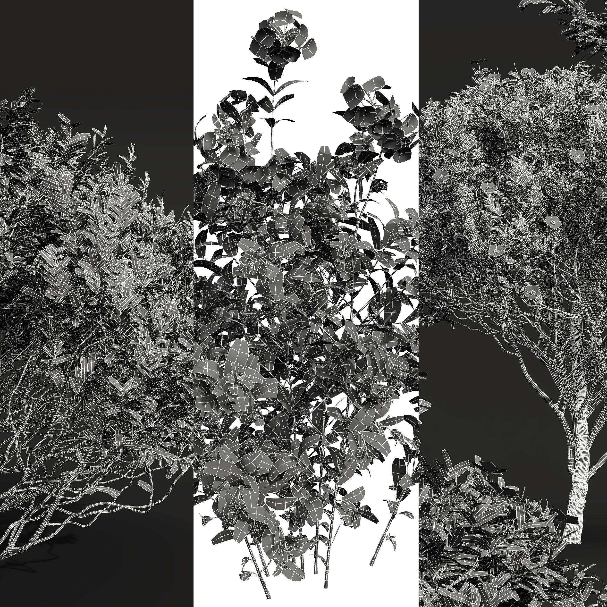 Cistus Albidus Zistrose Flower 3D model_6