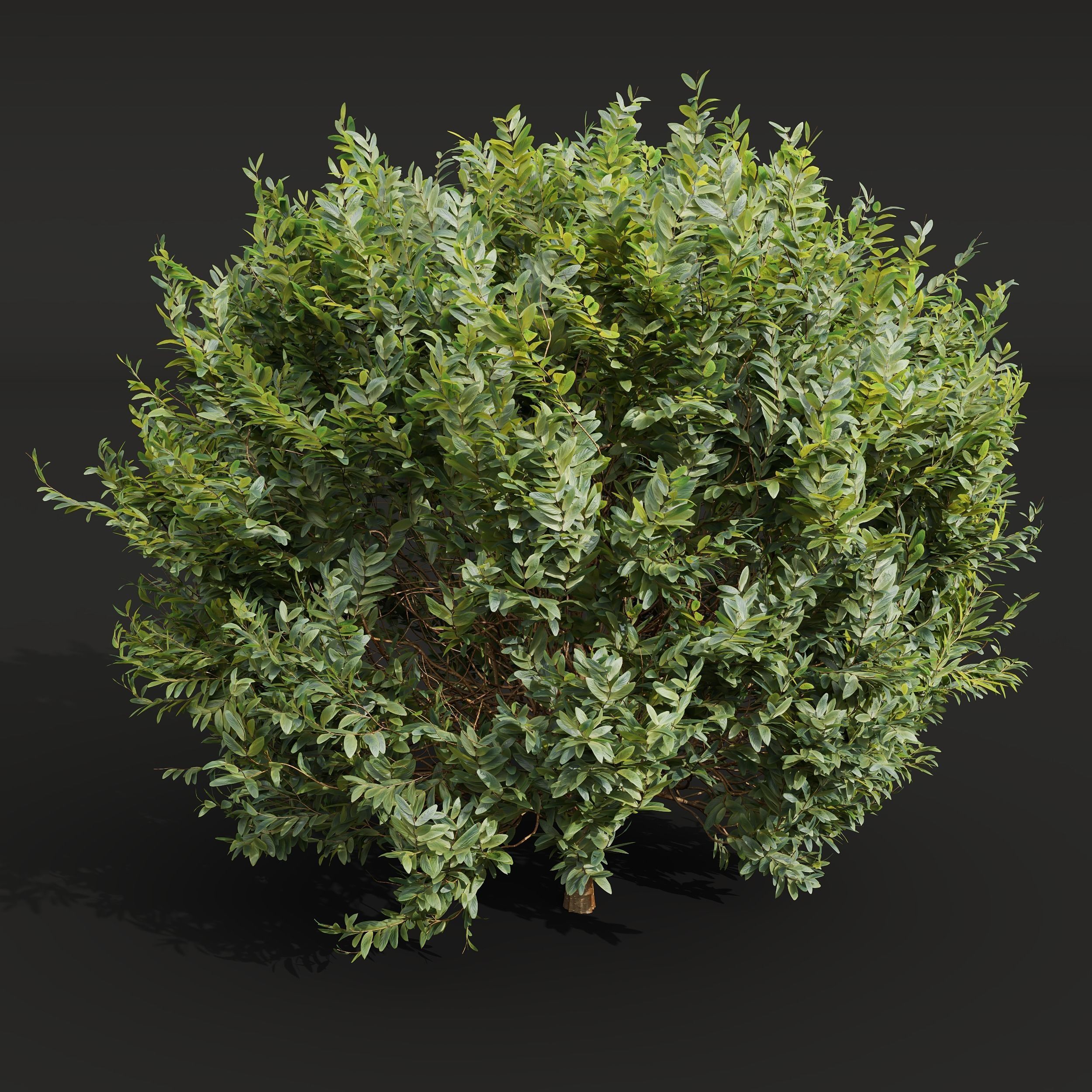 Cistus Albidus Zistrose Flower 3D model_3