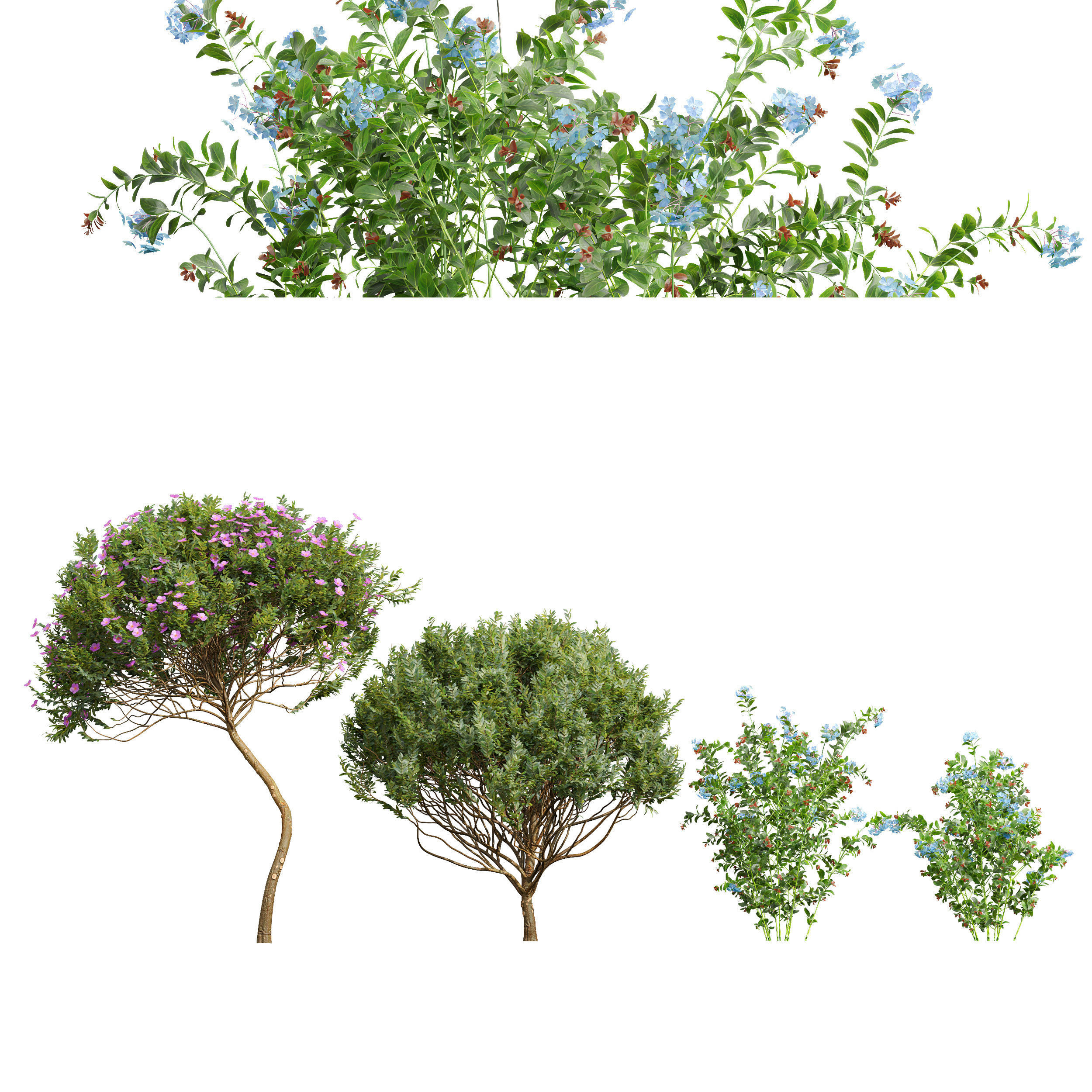 Cistus Albidus Zistrose Flower 3D model_1