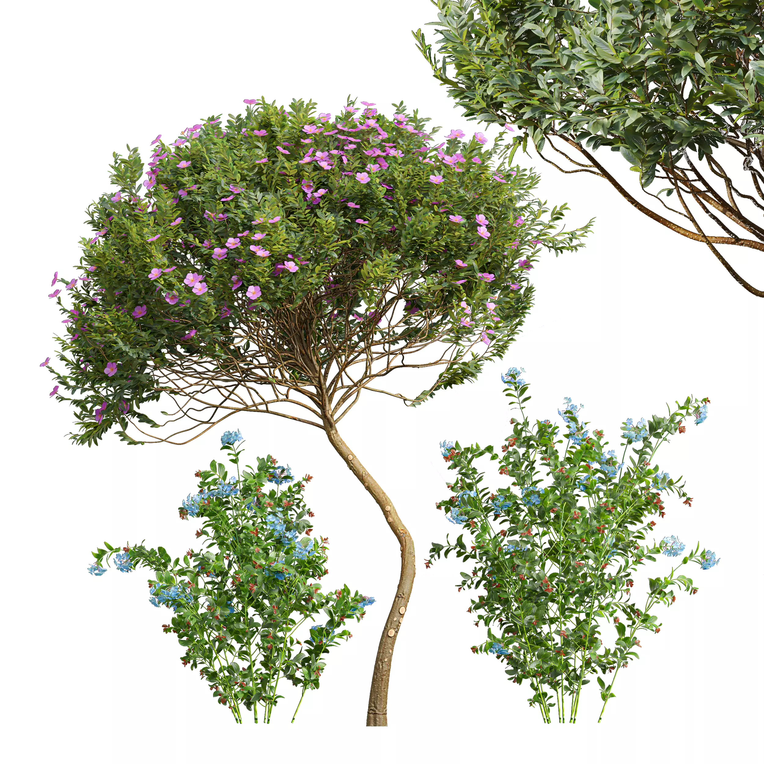 Cistus Albidus Zistrose Flower 3D model_0