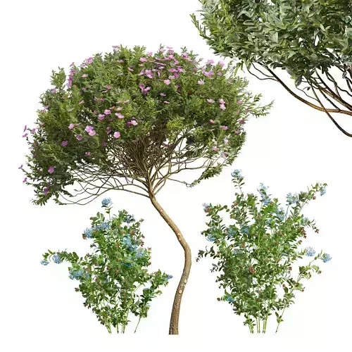 Cistus Albidus Zistrose Flower 3D model