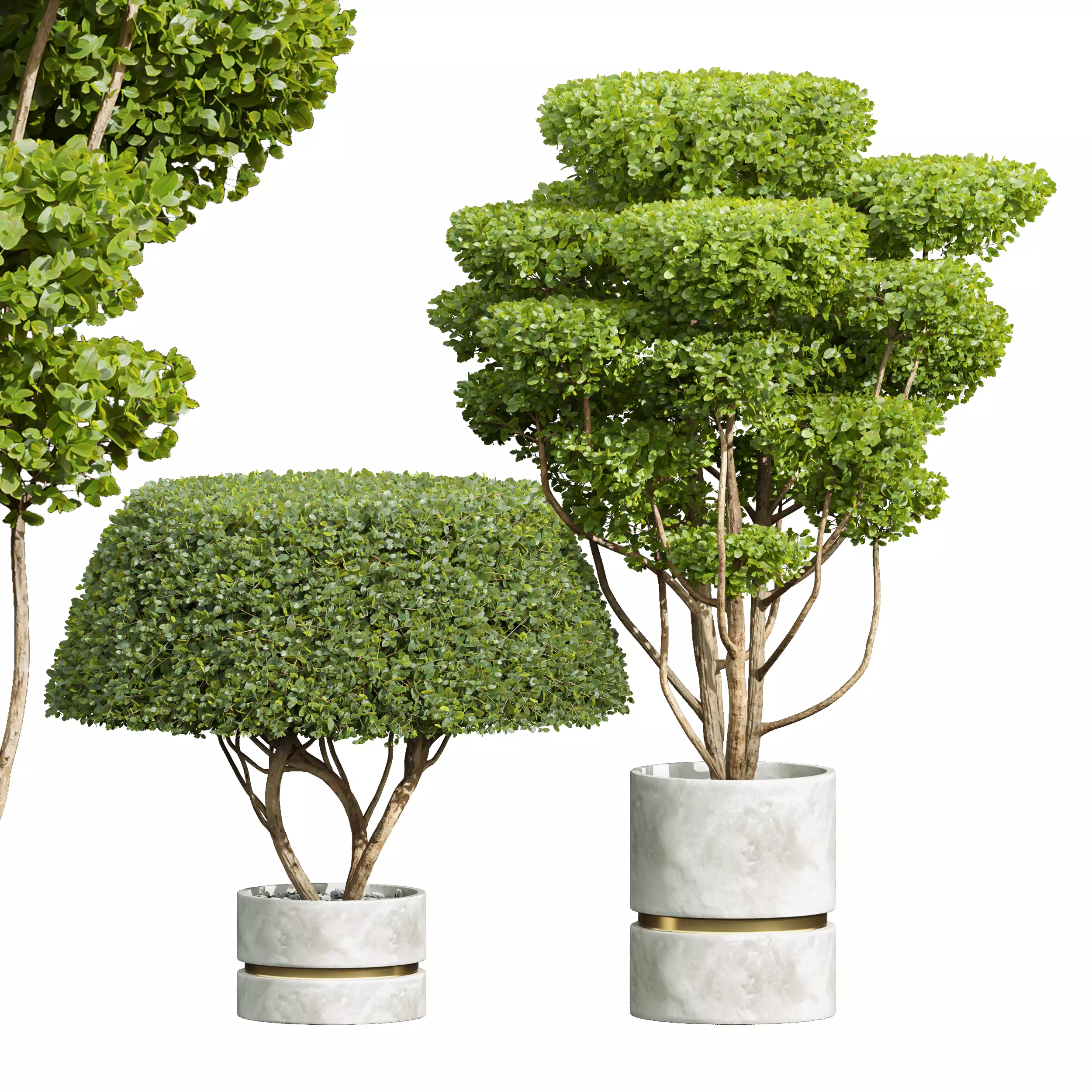 Concinna Bonsai Pruned 3D model_0
