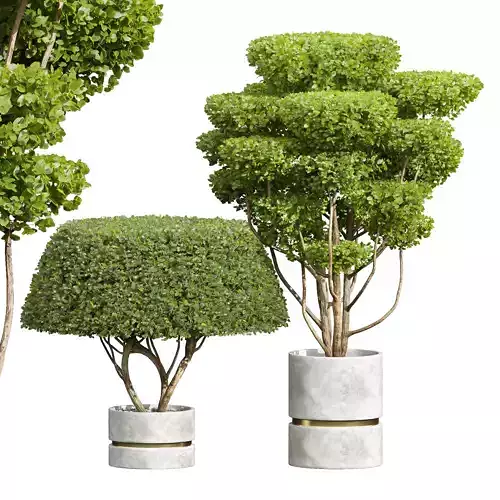 Concinna Bonsai Pruned 3D model