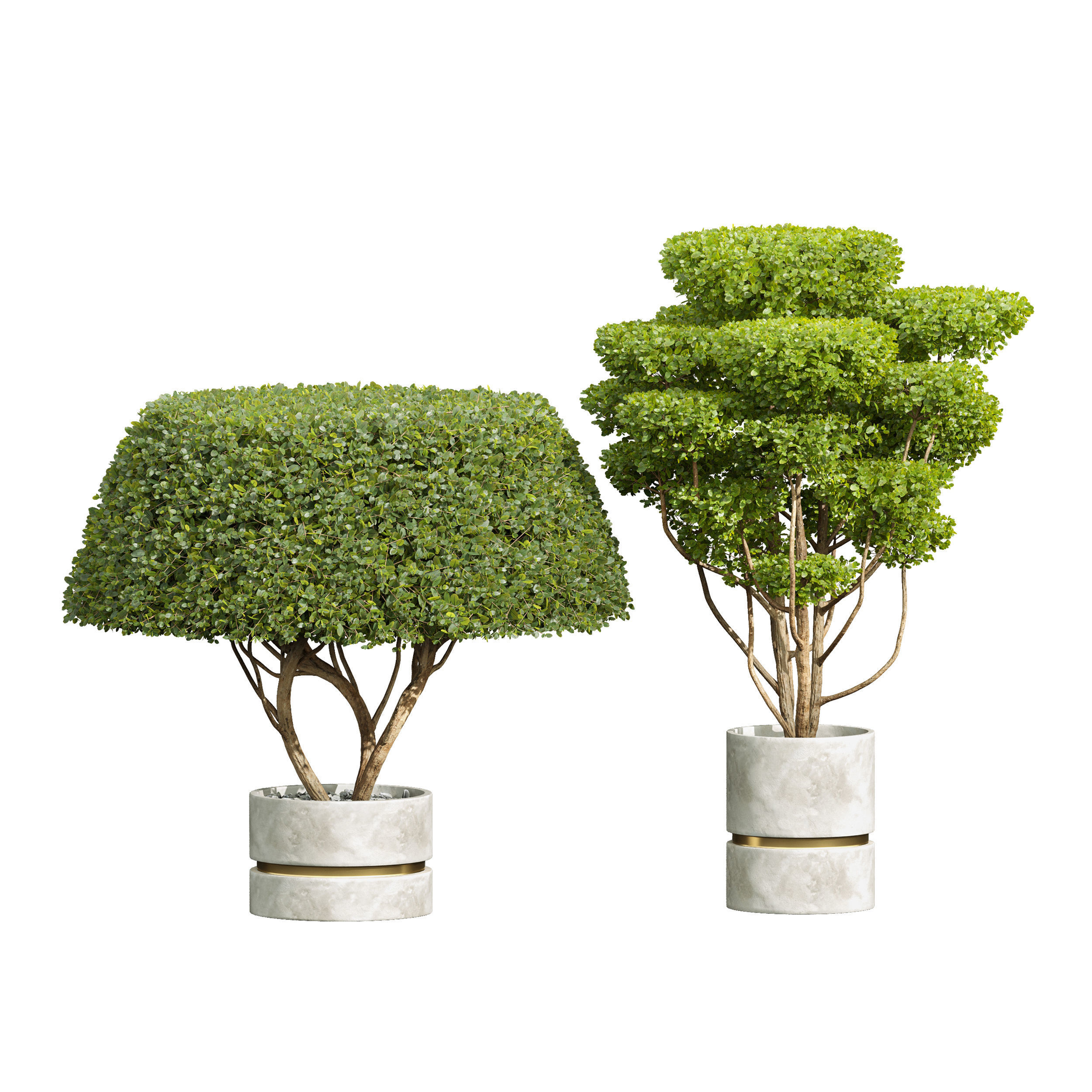 Concinna Bonsai Pruned 3D model_1