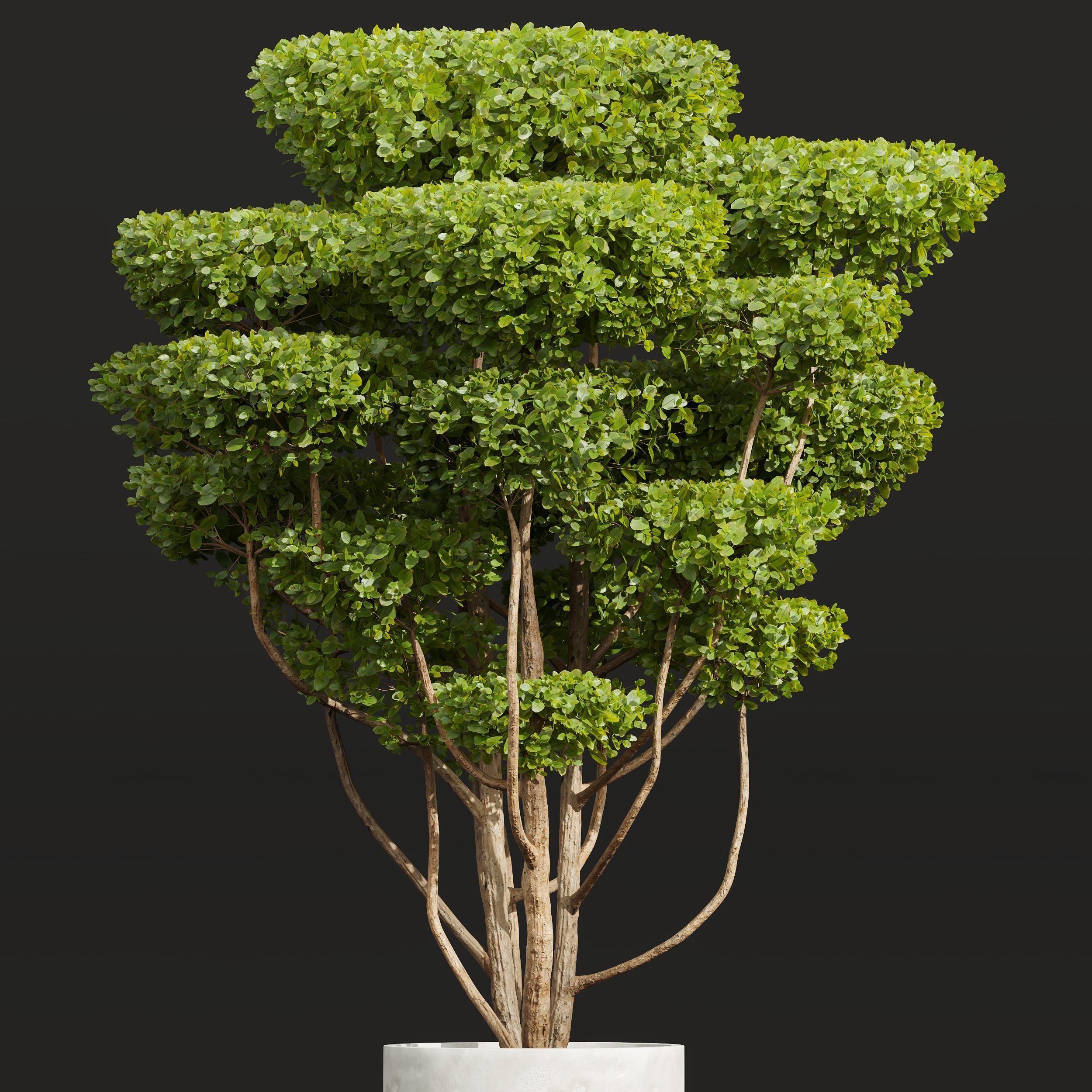 Concinna Bonsai Pruned 3D model_2