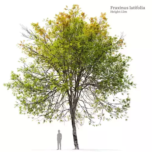 Fraxinus latifolia 3D model