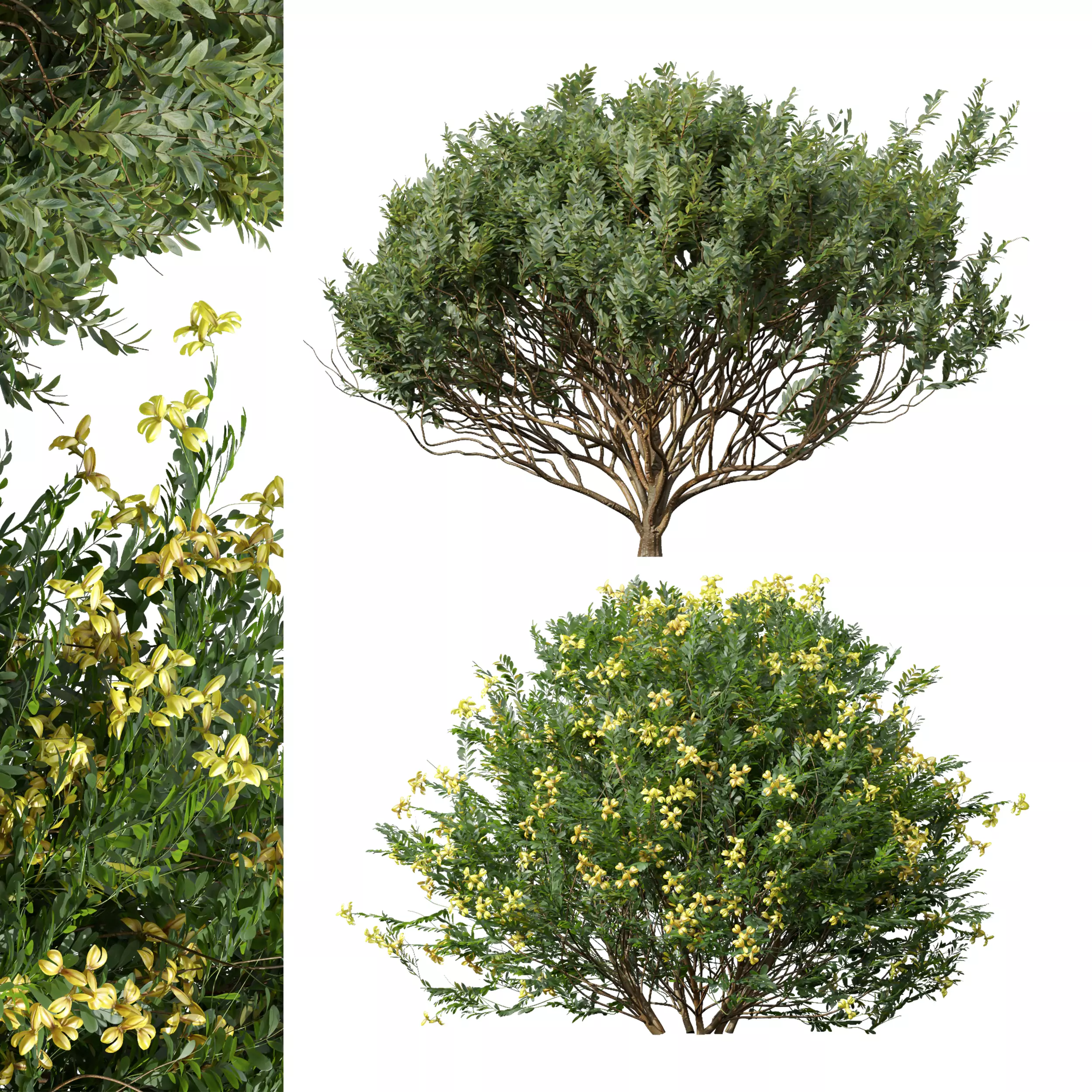 Coronilla Valentina Glauca and Cistus Albidus Zistrose 3D model_0