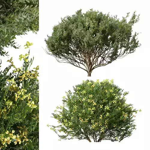 Coronilla Valentina Glauca and Cistus Albidus Zistrose 3D model