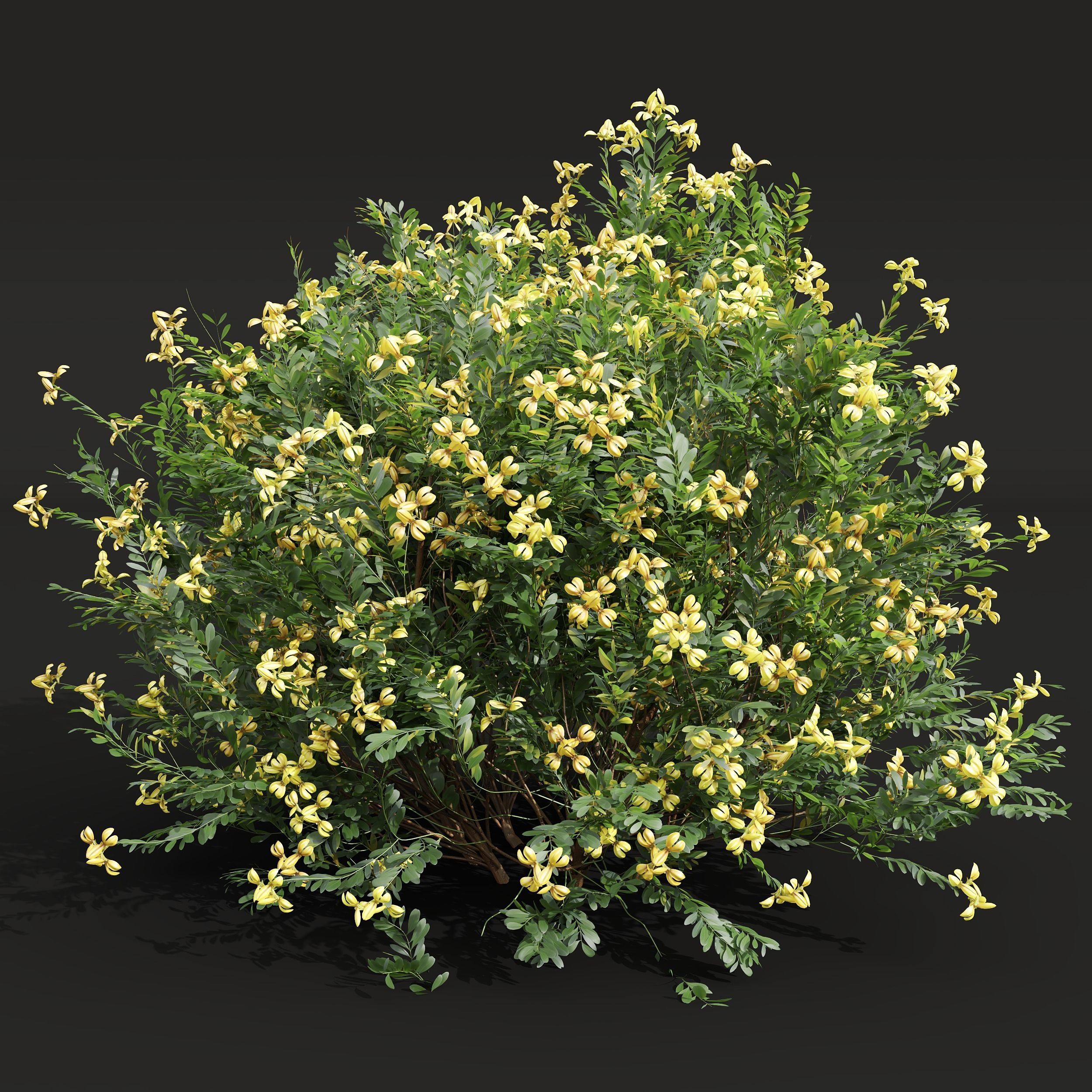 Coronilla Valentina Glauca and Cistus Albidus Zistrose 3D model_3