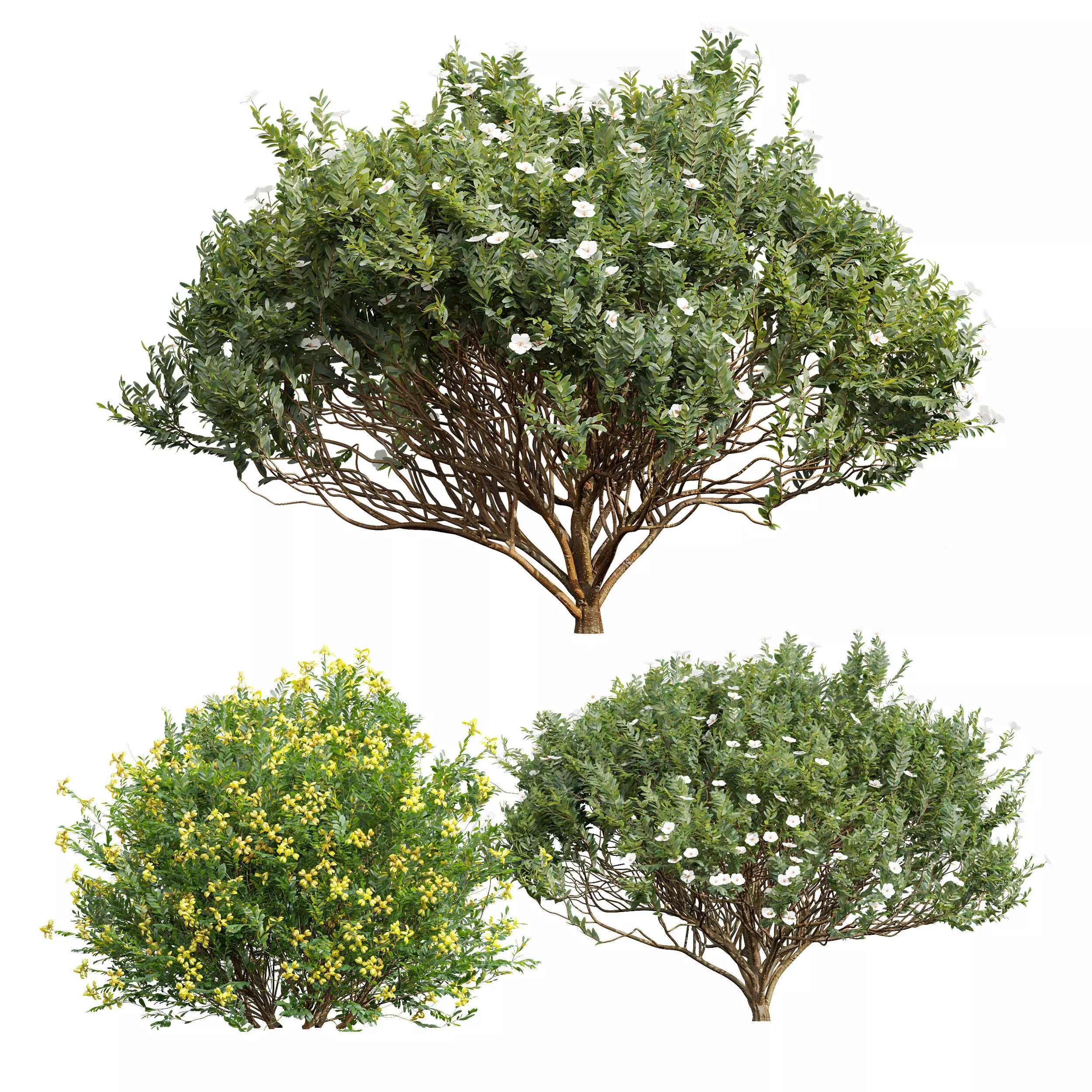 Coronilla Valentina Glauca and Cistus Albidus Zistrose Flower 3D model_0