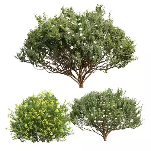 Coronilla Valentina Glauca and Cistus Albidus Zistrose Flower 3D model