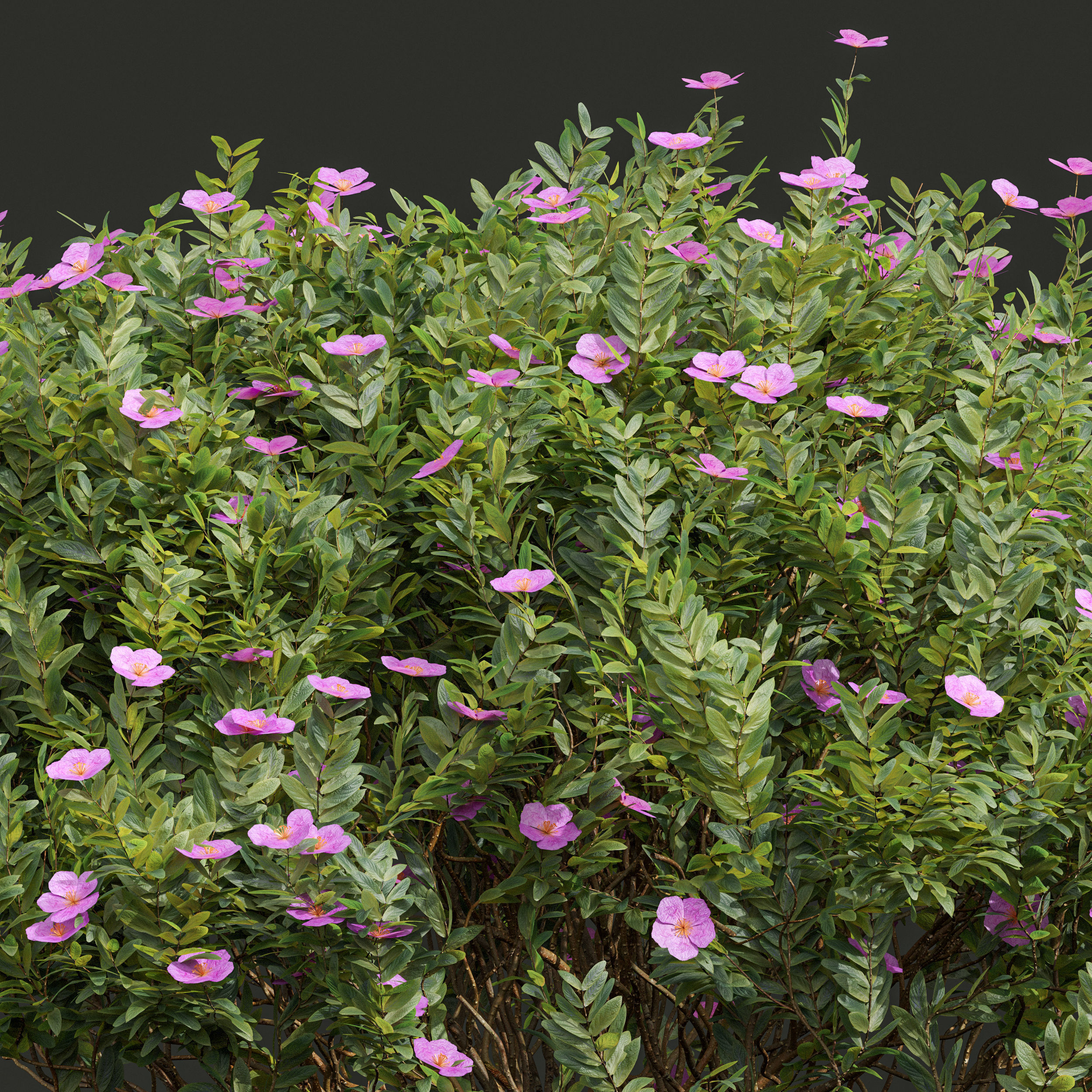 Valentina Glauca and Cistus Albidus Zistrose Flower Decorative 3D model_1
