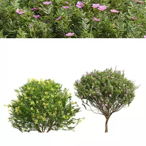 Valentina Glauca and Cistus Albidus Zistrose Flower Decorative 3D model