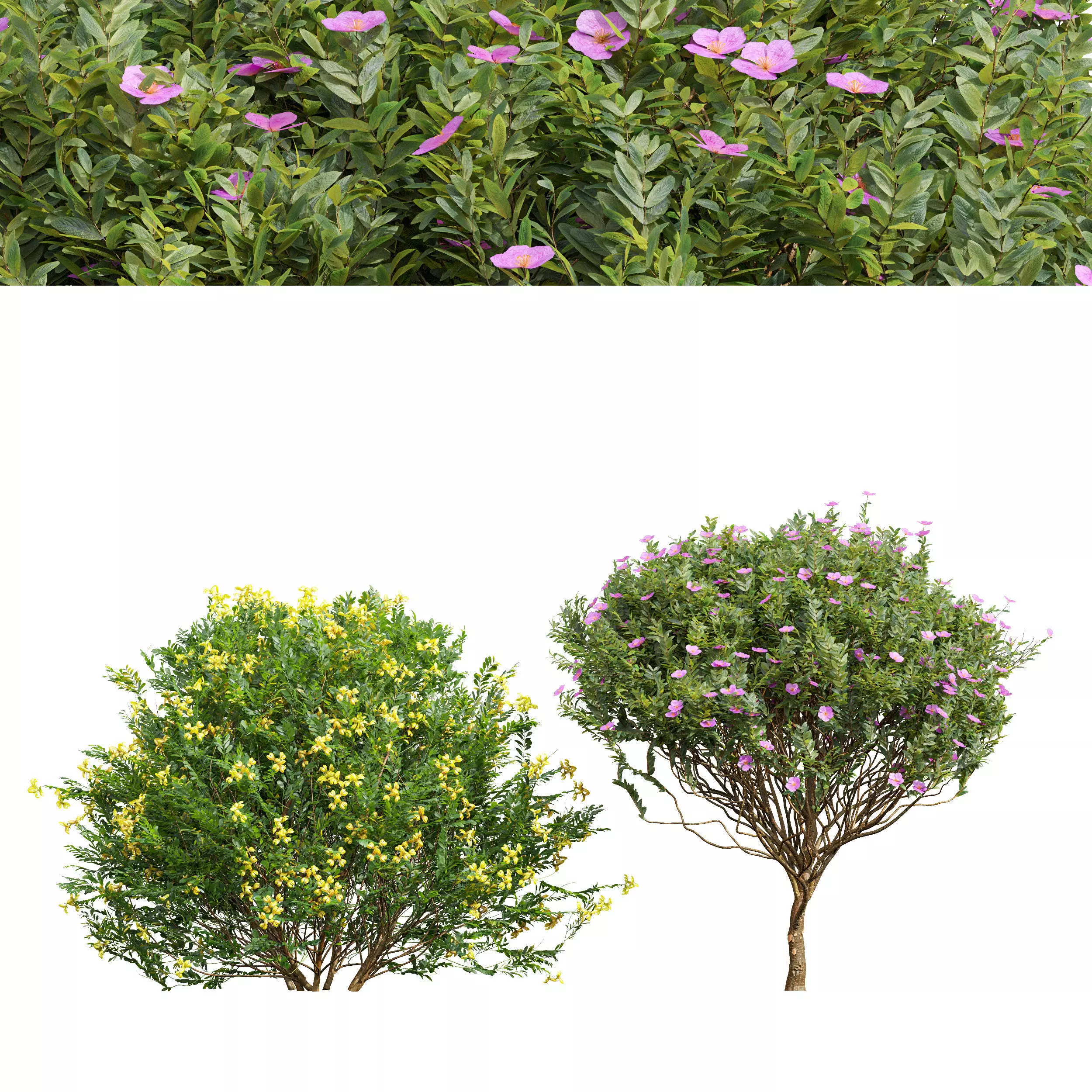 Valentina Glauca and Cistus Albidus Zistrose Flower Decorative 3D model_0
